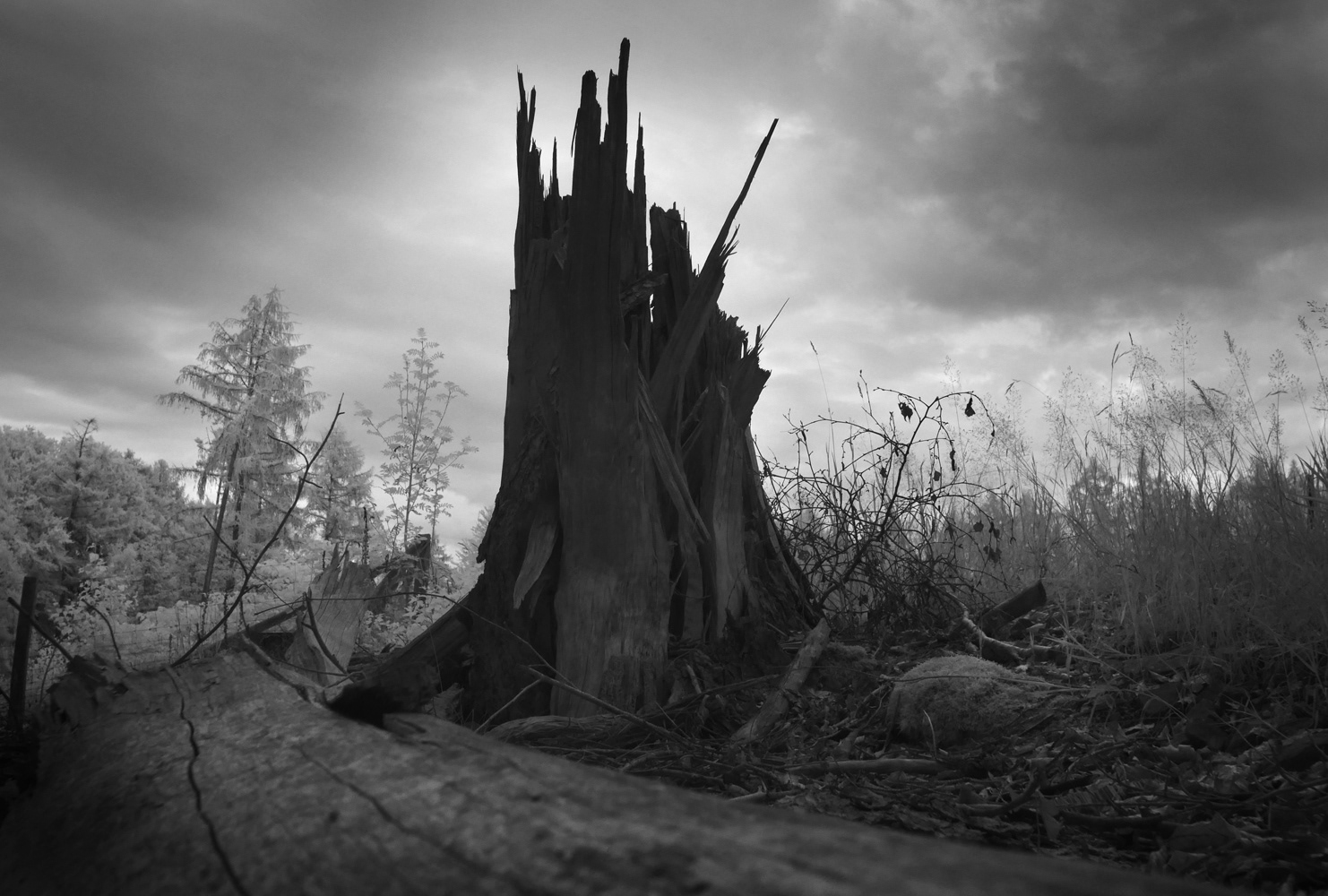 Black and white infrared photograph by Mark Robert Davey showing a shattered tree stump in the forest.
