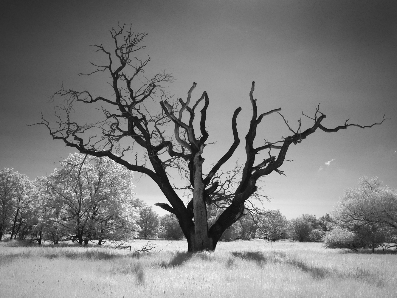 Black and white infrared photograph of a dead tree in a field.