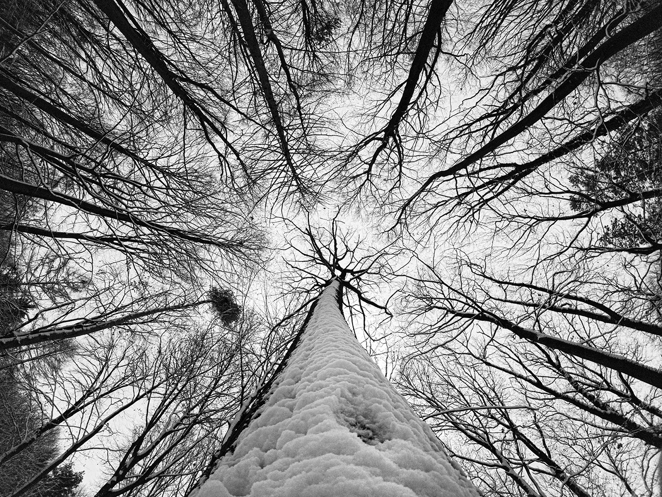 Black and white photograph of snow covered tress in a forest.