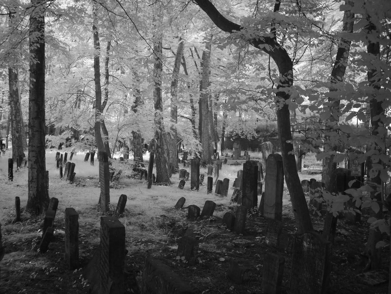 Black and white infrared photograph by Mark Robert Davey showing a Jewish cemetery in Hamburg.