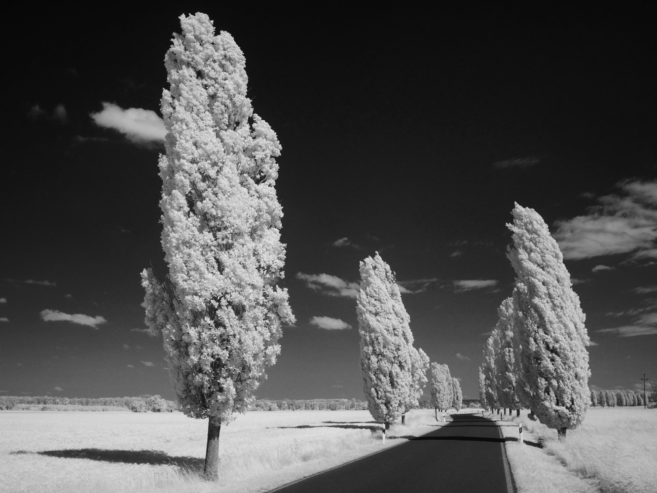 Black and white photograph of a road lined with cypress trees.