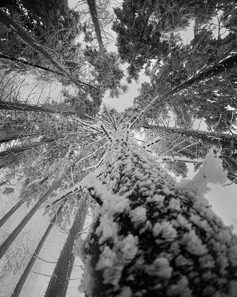 Black and white photograph of trees covered in ice and snow.