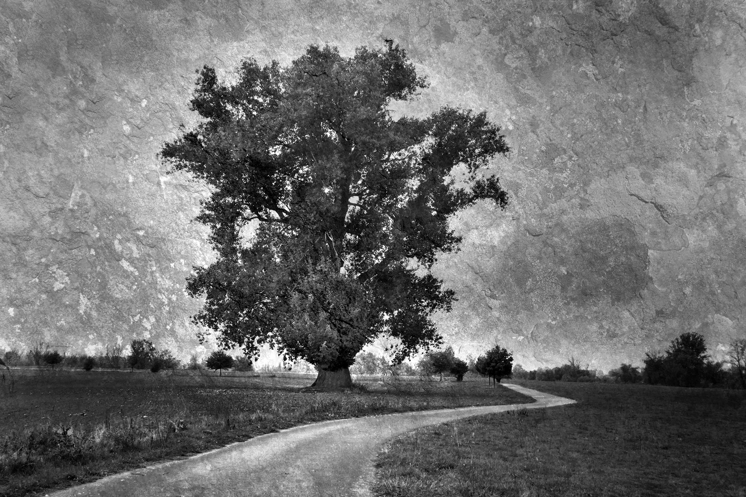 A black and white photograph by Mark Robert Davey showing a Towering Oak Tree and Twisty Path - Germany