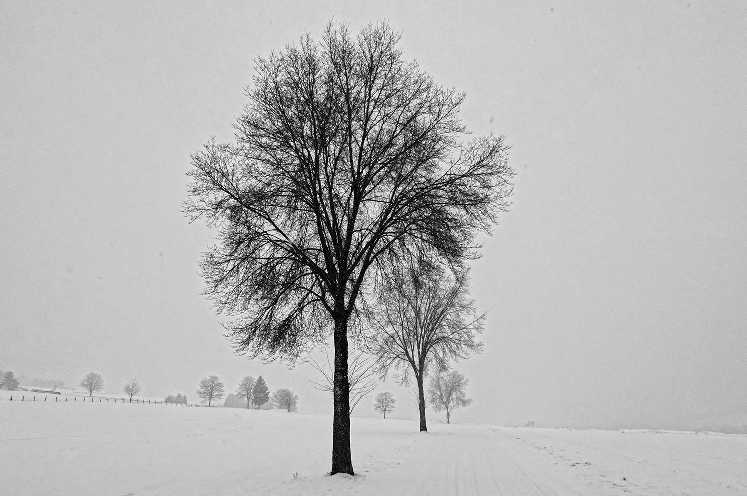 Black and white photo of trees in the snow with snowfall.