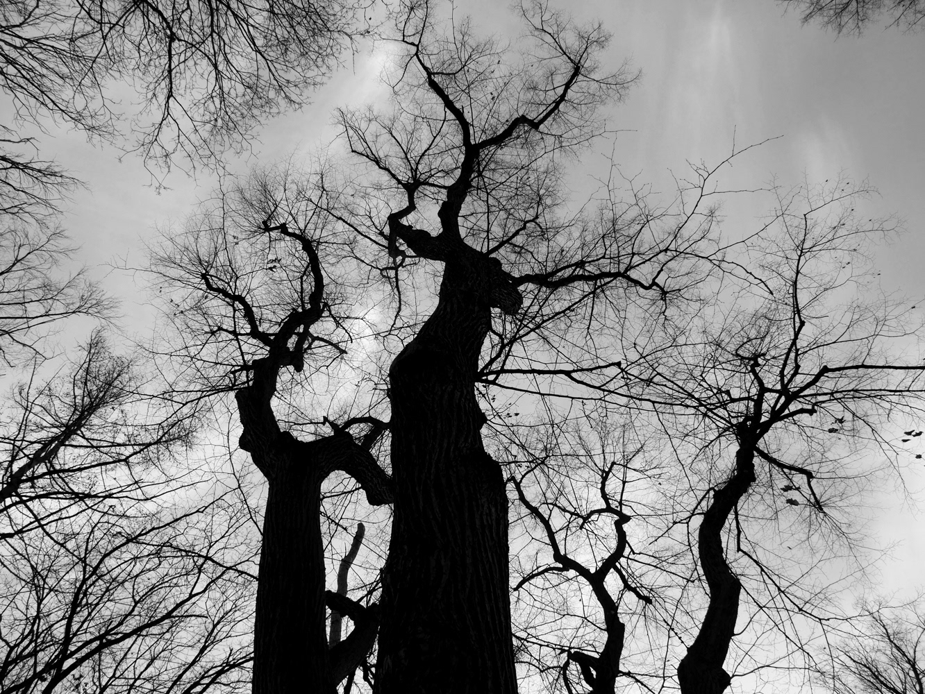 Black and white photograph by Mark Robert Davey of Skeletal Trees against a white sky.