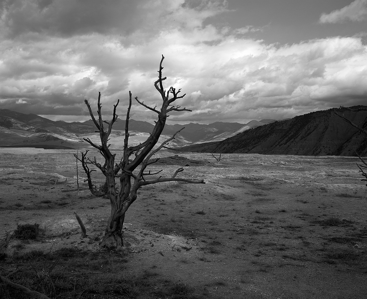 Black and white photograph of a dead tree at Yellowstone National Park
