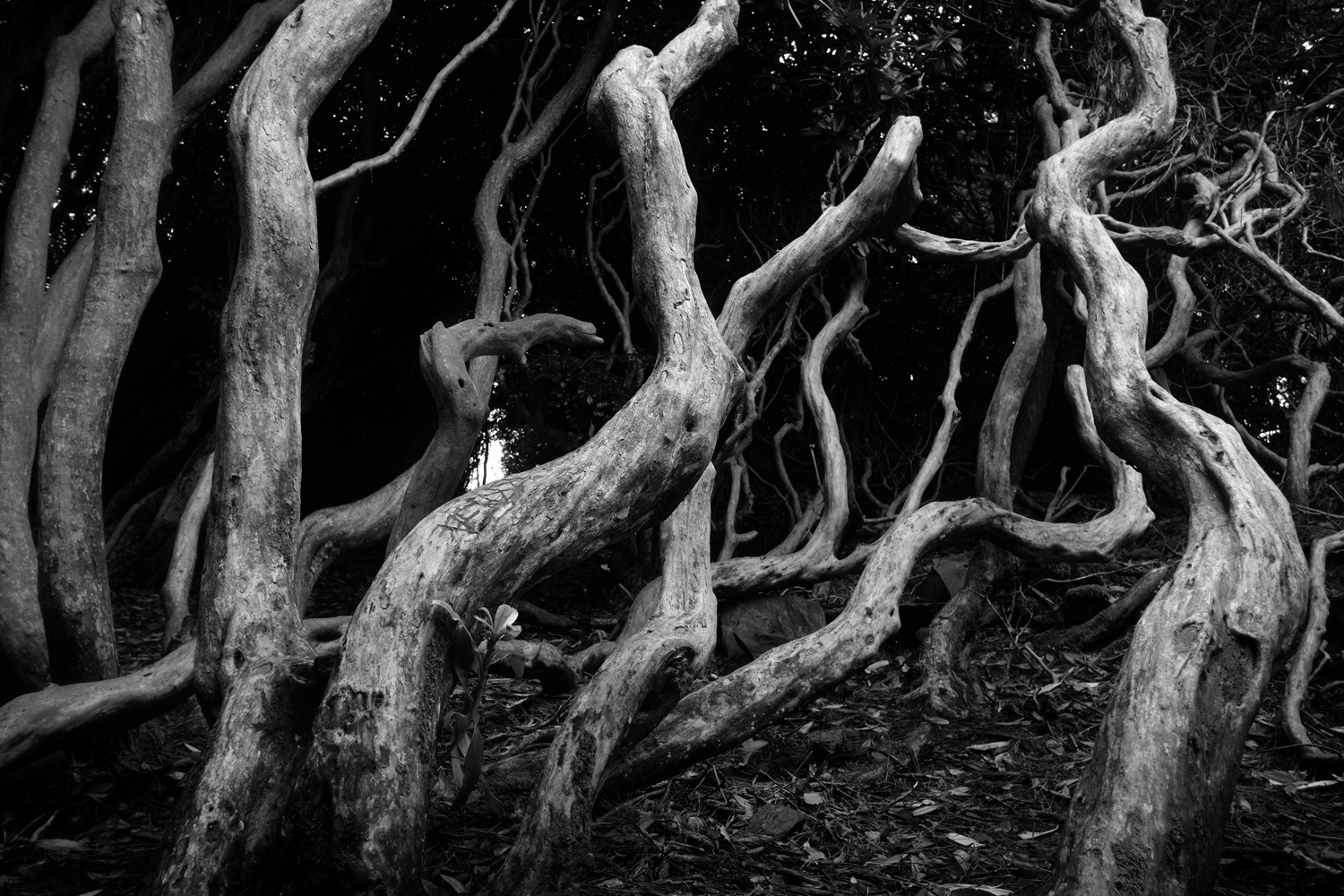 Black and white photograph of twisty trees in a dark forest