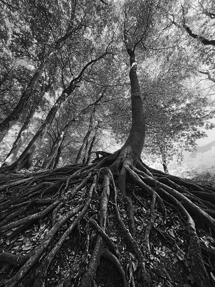 Black and white photograph of large forest roots and trees in Dahler, Germany