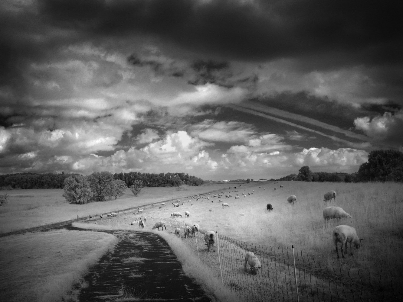 Black and white infrared photograph by Mark Robert Davey showing sheep grazing on a dyke with storm clouds on the horizon.