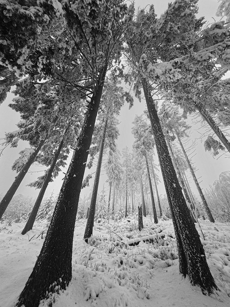 Black and white photograph of a forest frozen in snow in winter.
