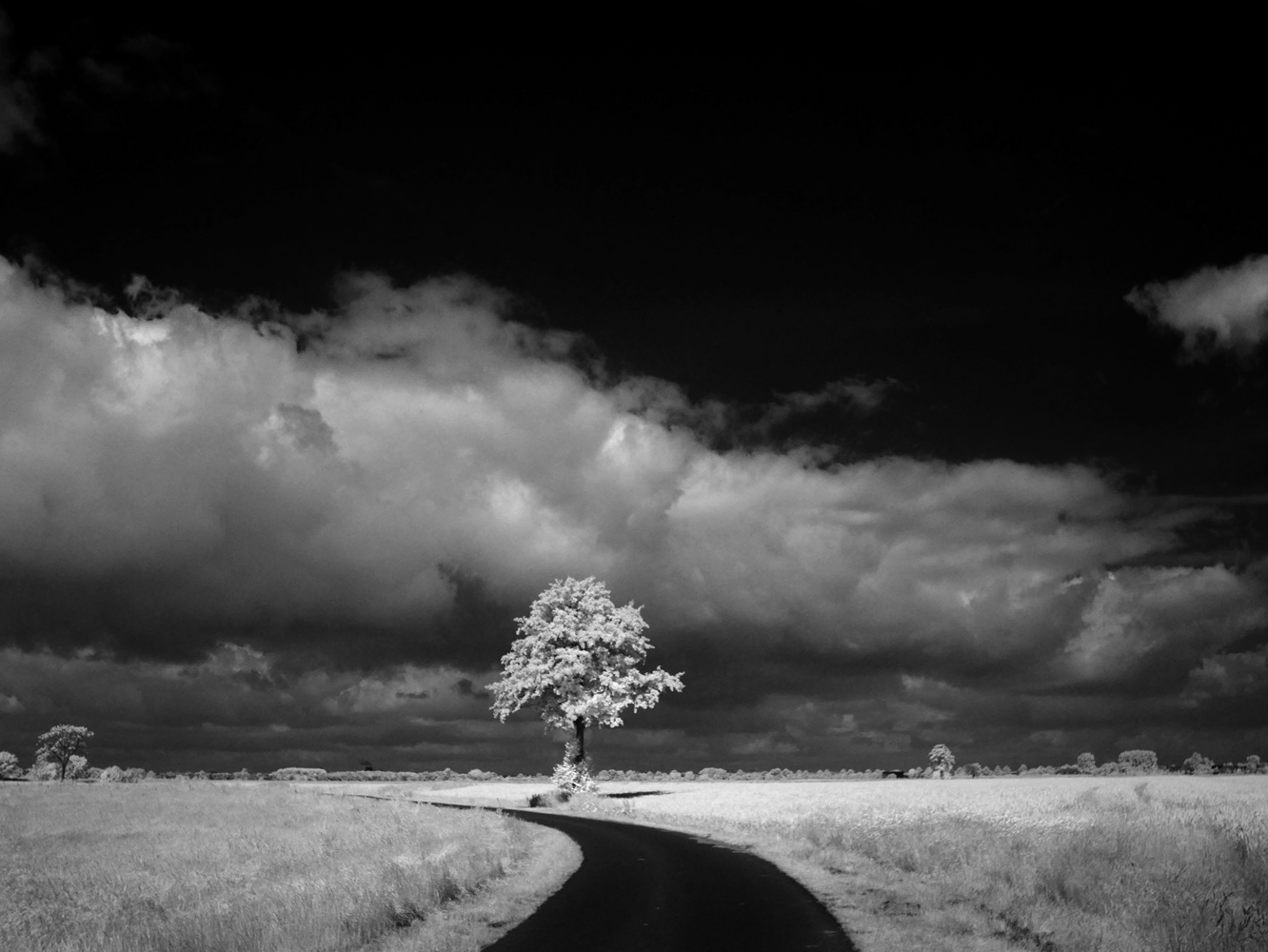 Black and white infrared photograph by Mark Robert Davey showing a solitary tree and road in the landscape.