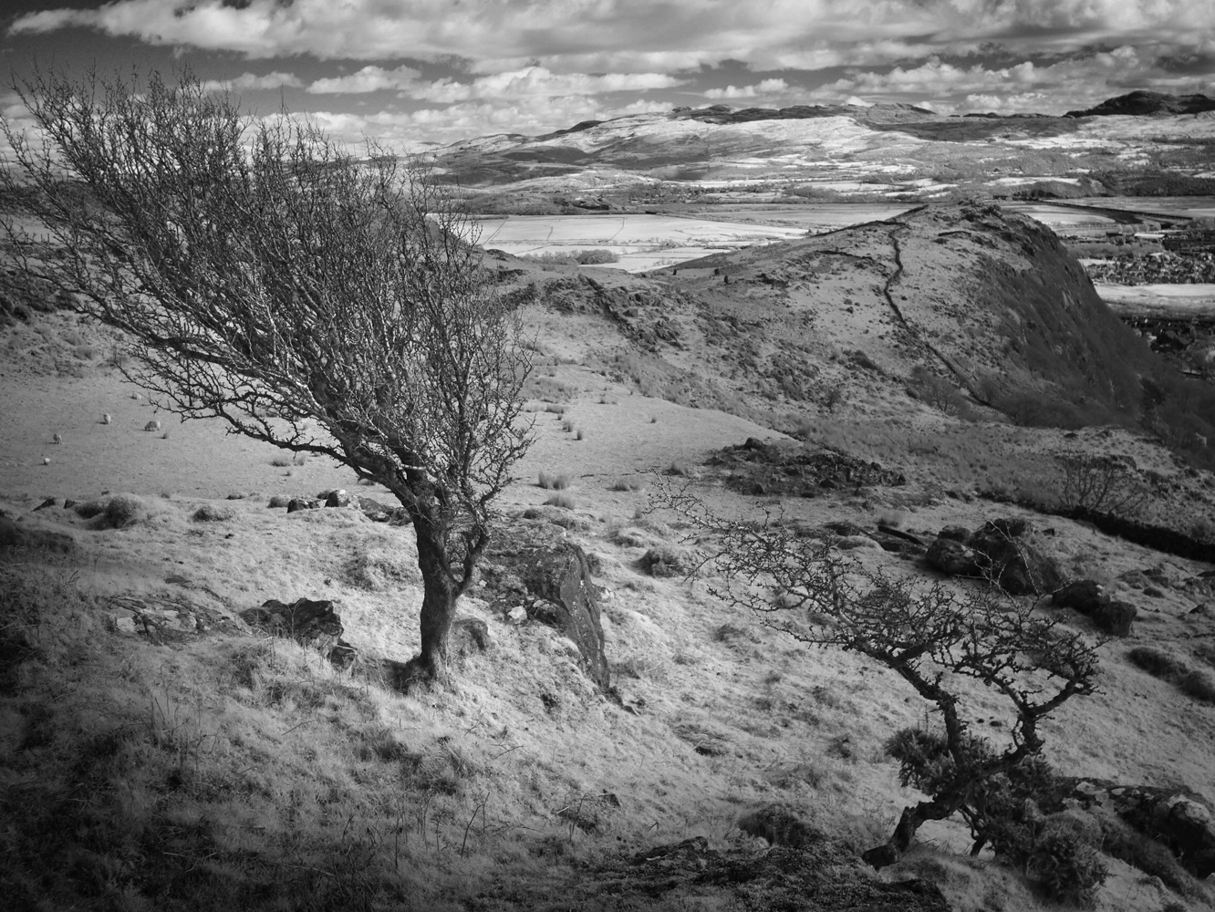 Black and white infrared photograph of the last remaining trees on a mountain  top.