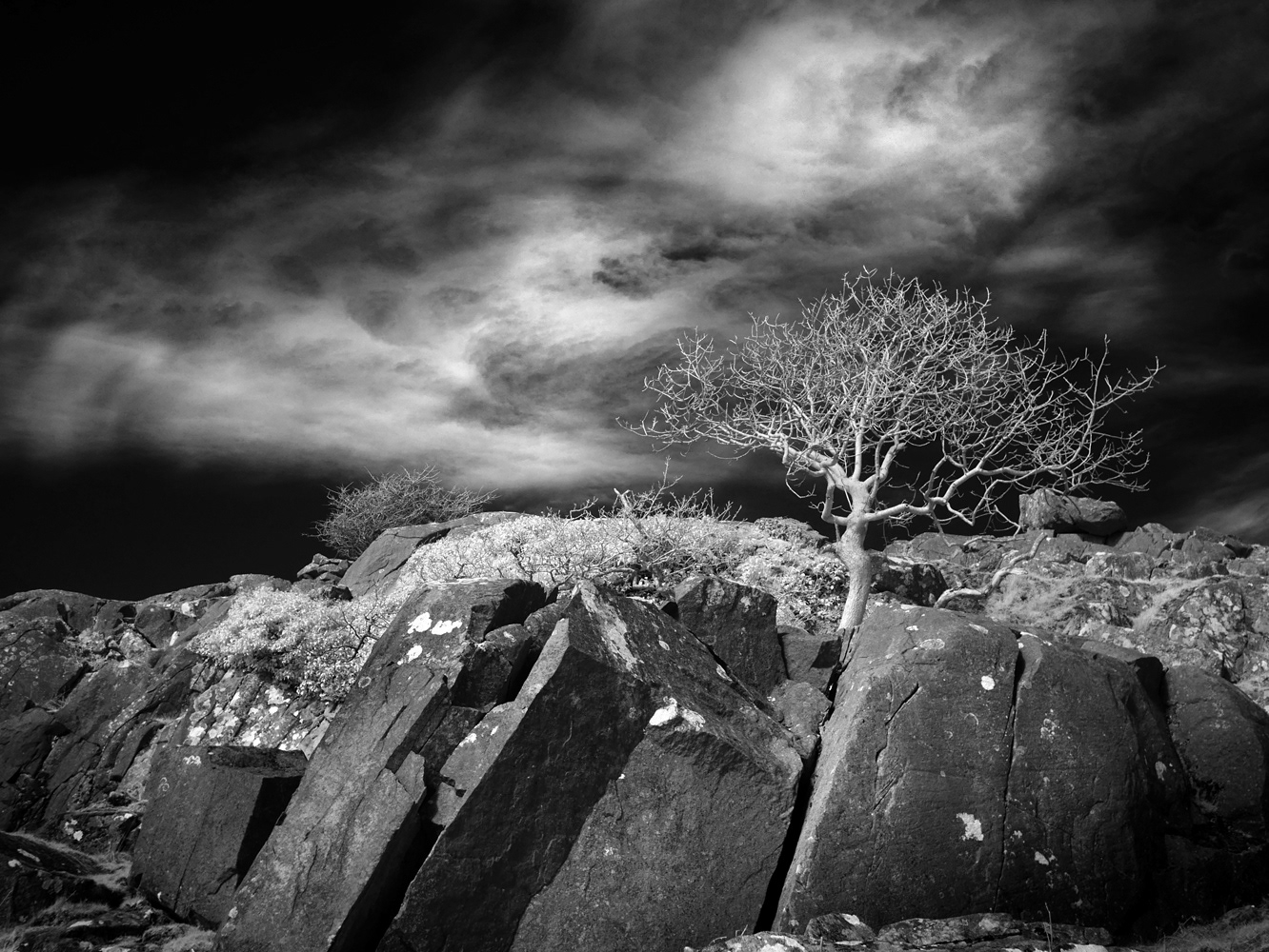 Black and white infrared landscape photograph of a tree growing from a crack in a rock.