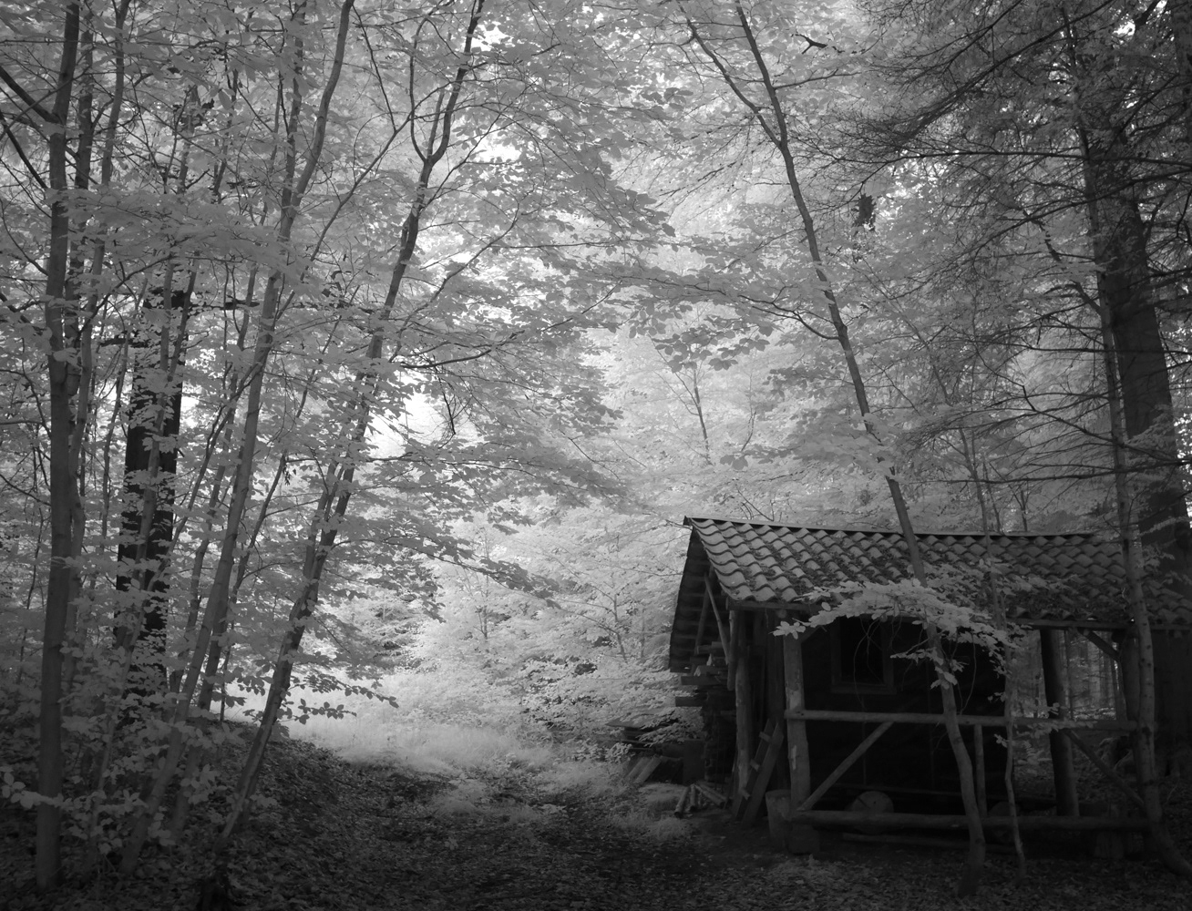 Black and white infrared photograph of an old spooky cabin in the woods surrounded by trees.