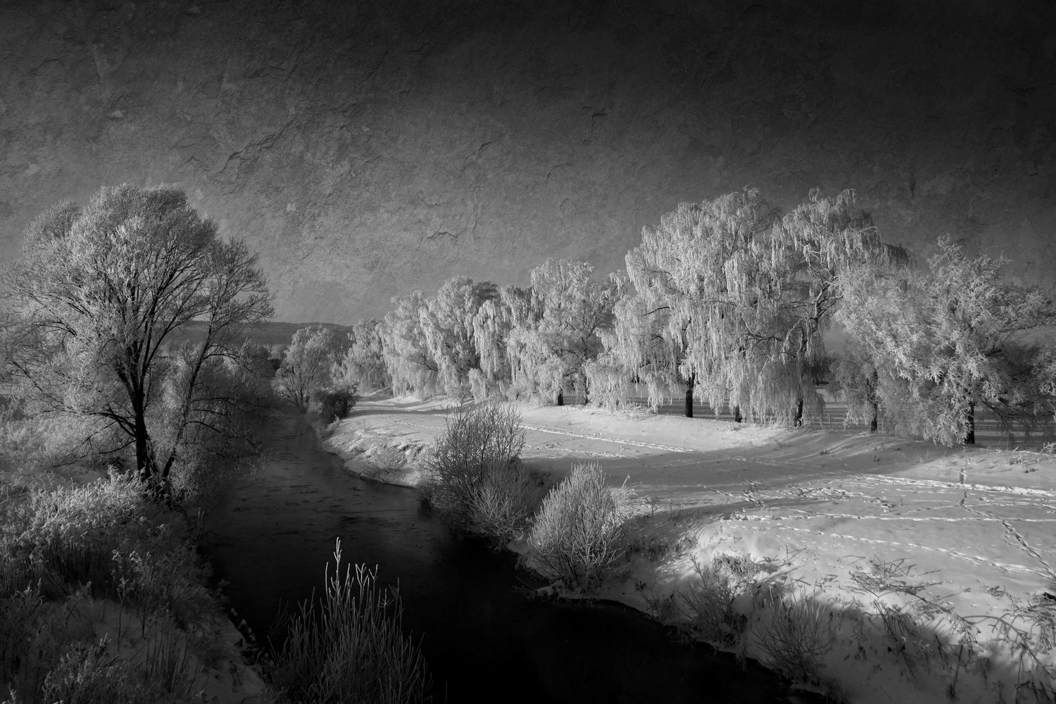 Black and white photograph of snow covered trees in winter