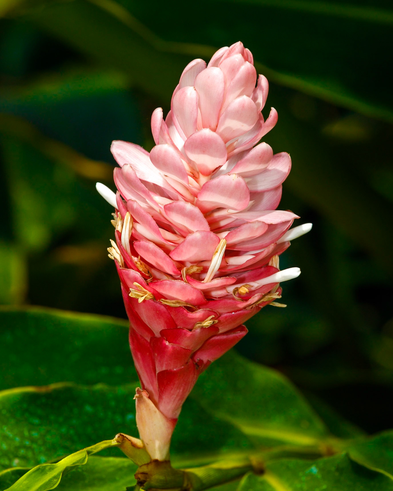 Pink Ginger