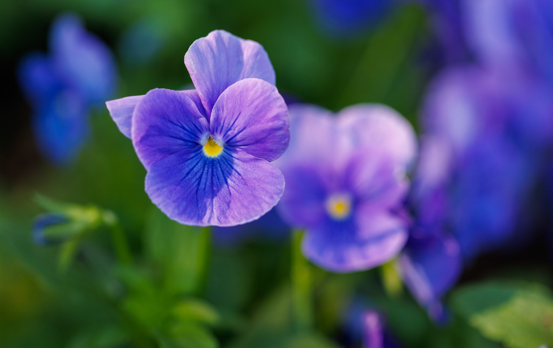 True Blue Pansy