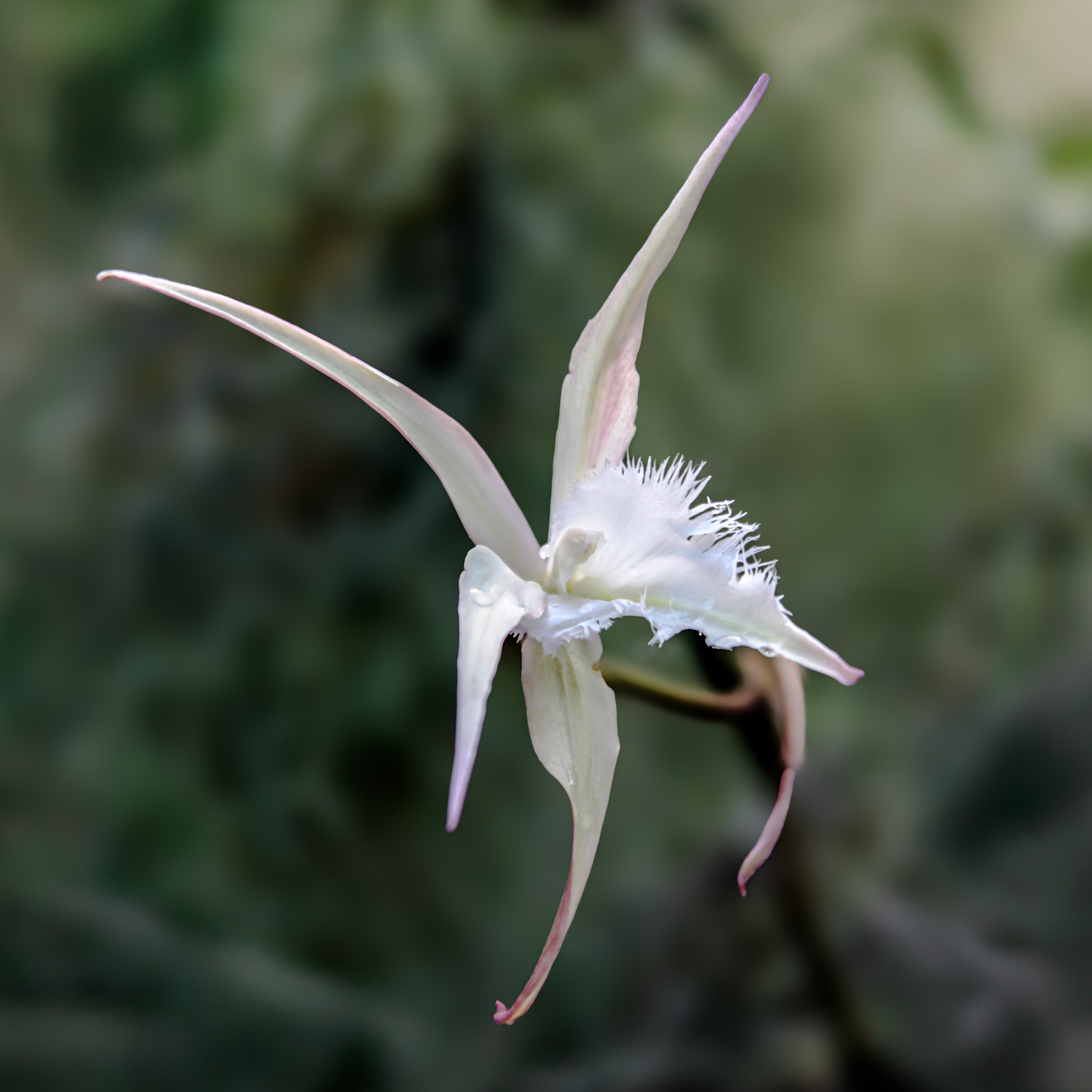 Spider Orchid