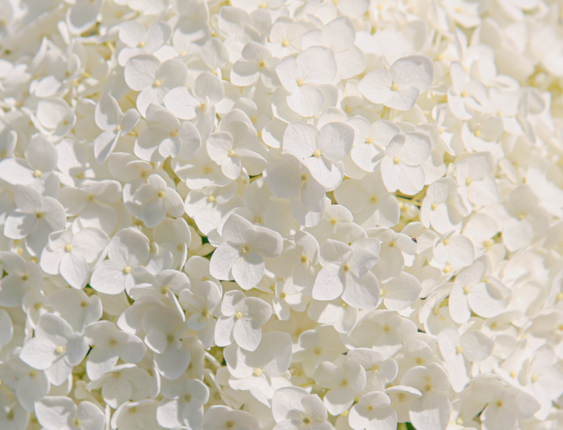 White Hydrangea