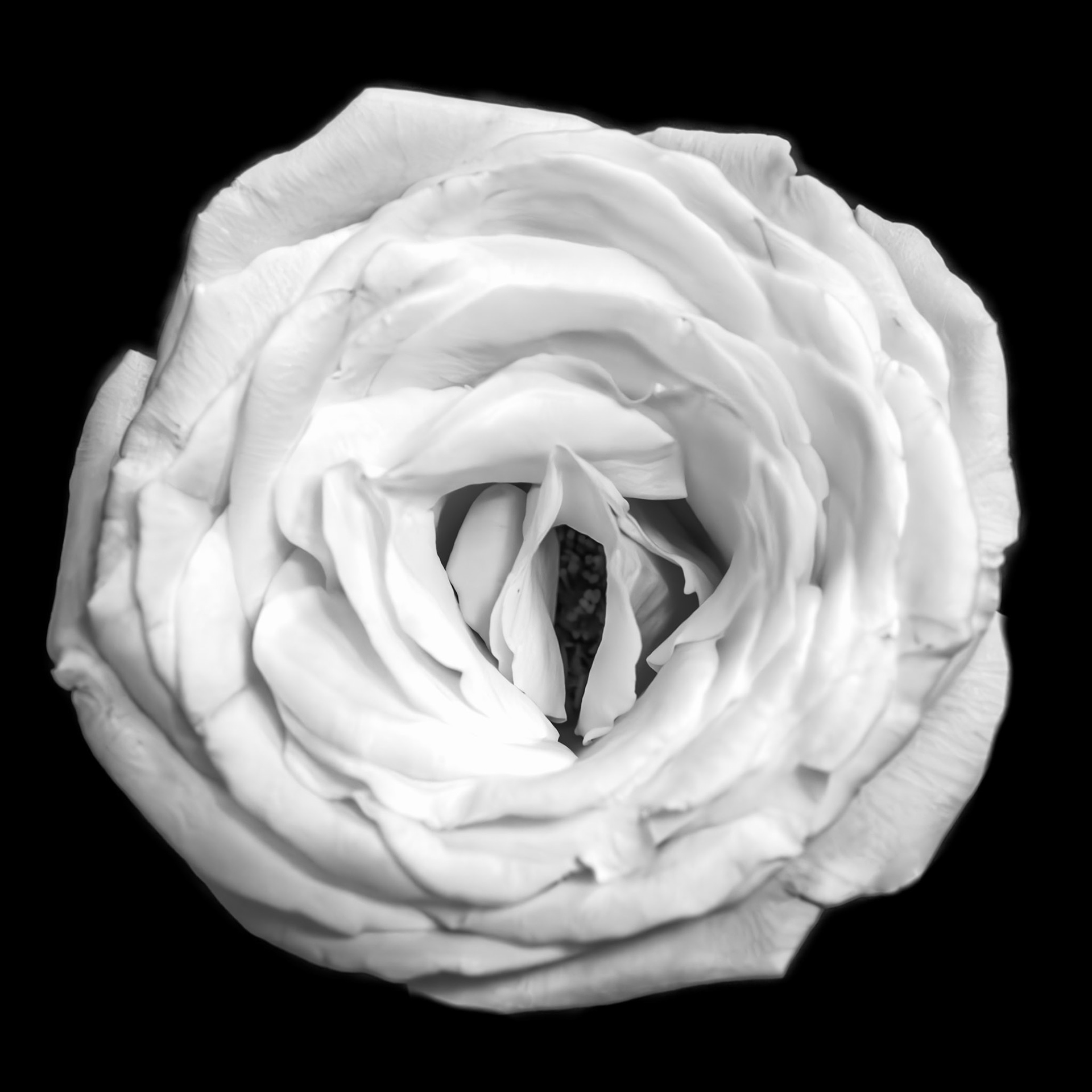 White Rose on black