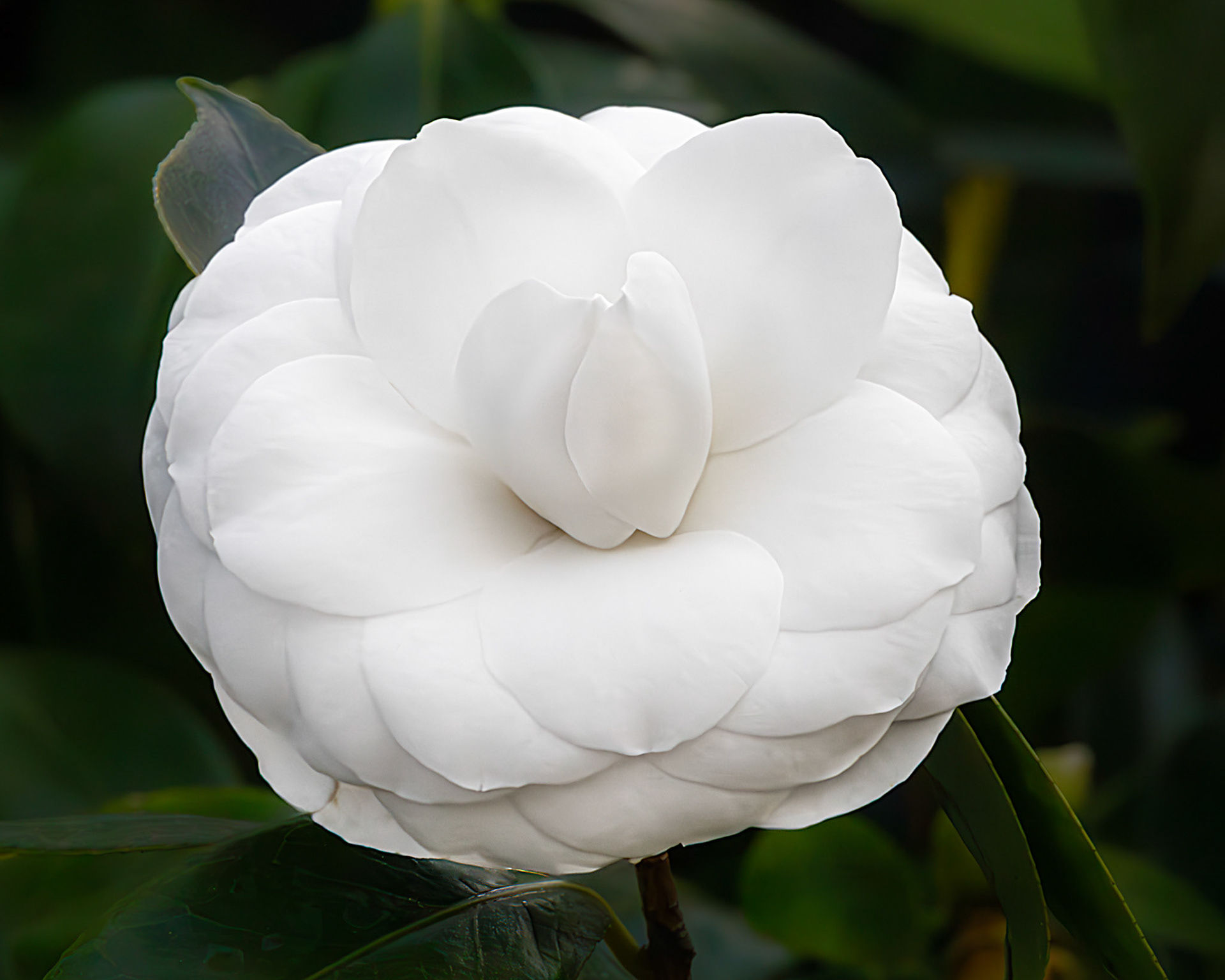 Japanese Camellia