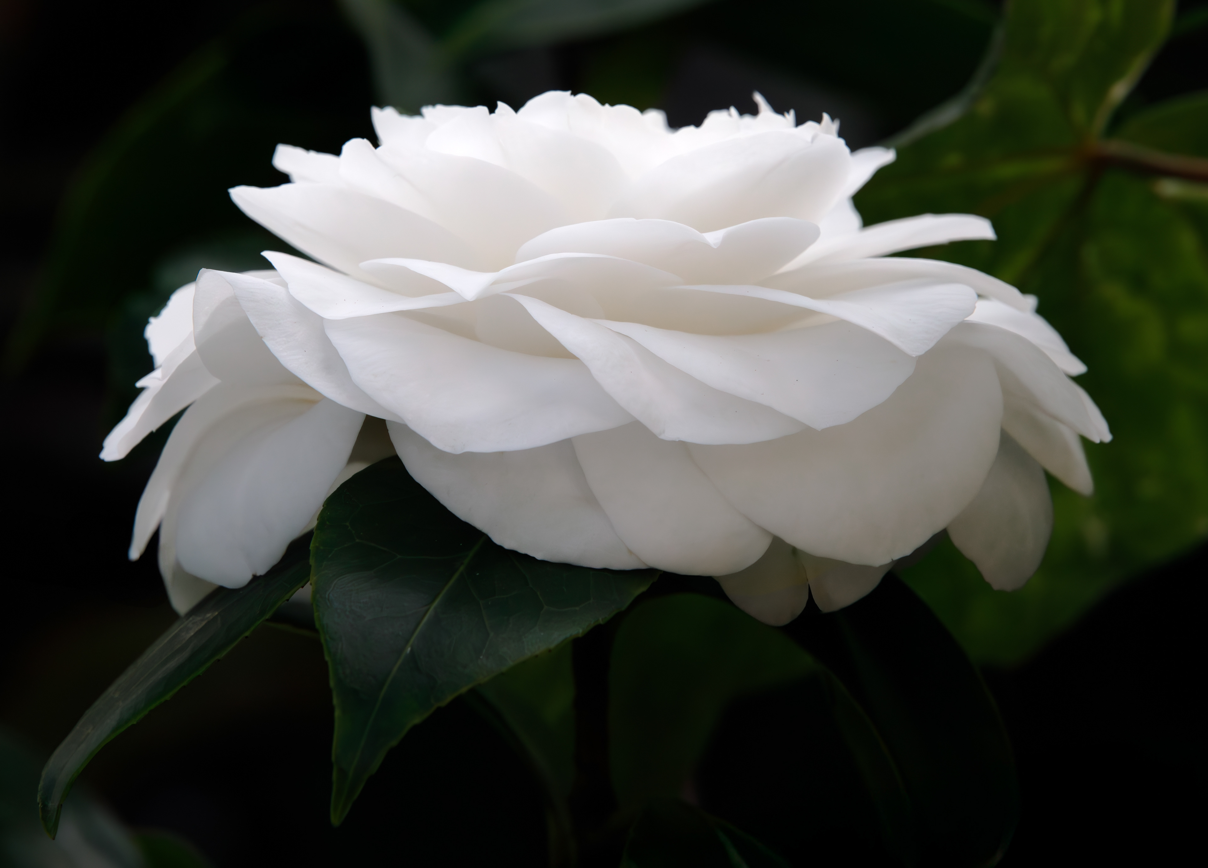 Morning Glow Camellia
