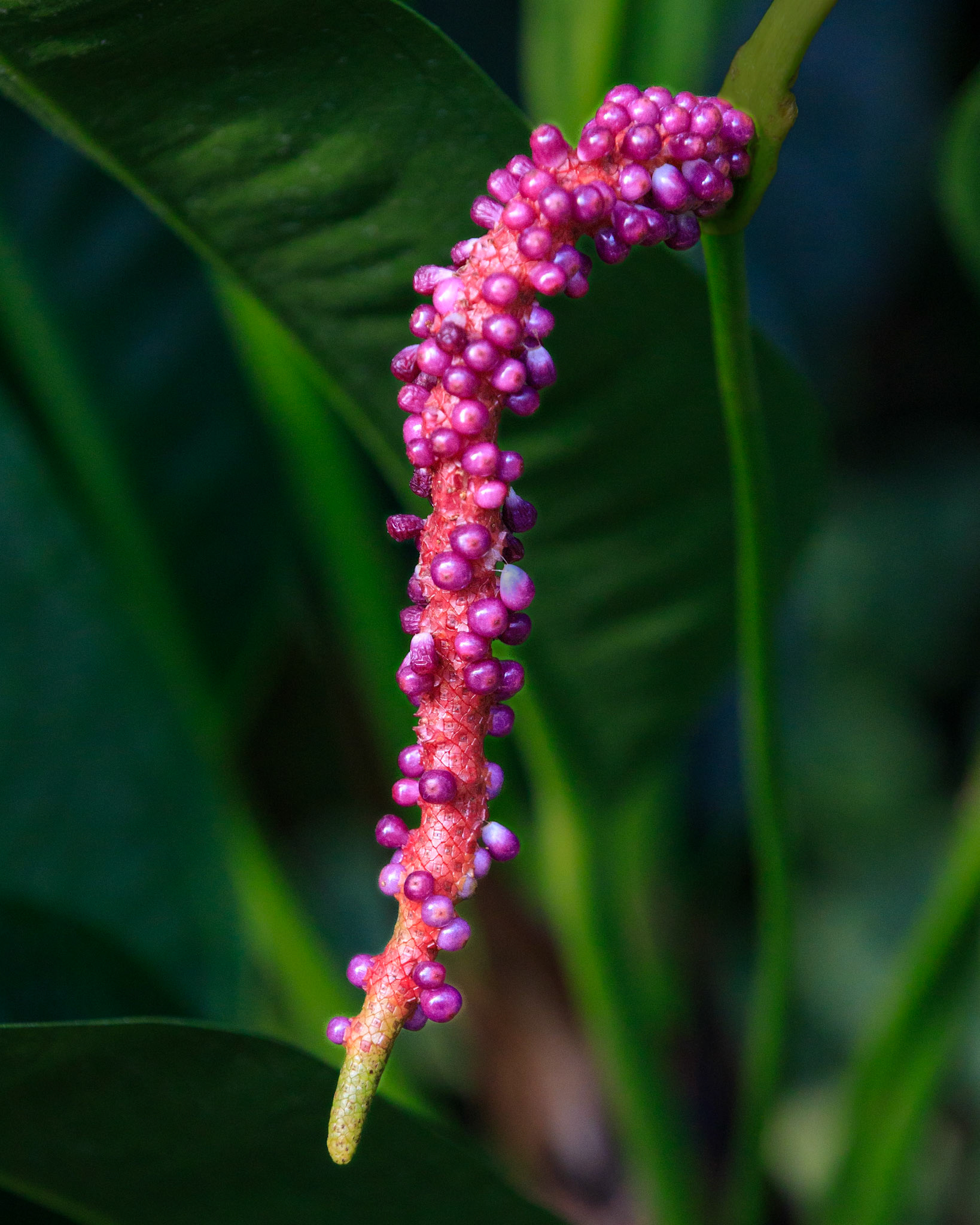 Anthurium