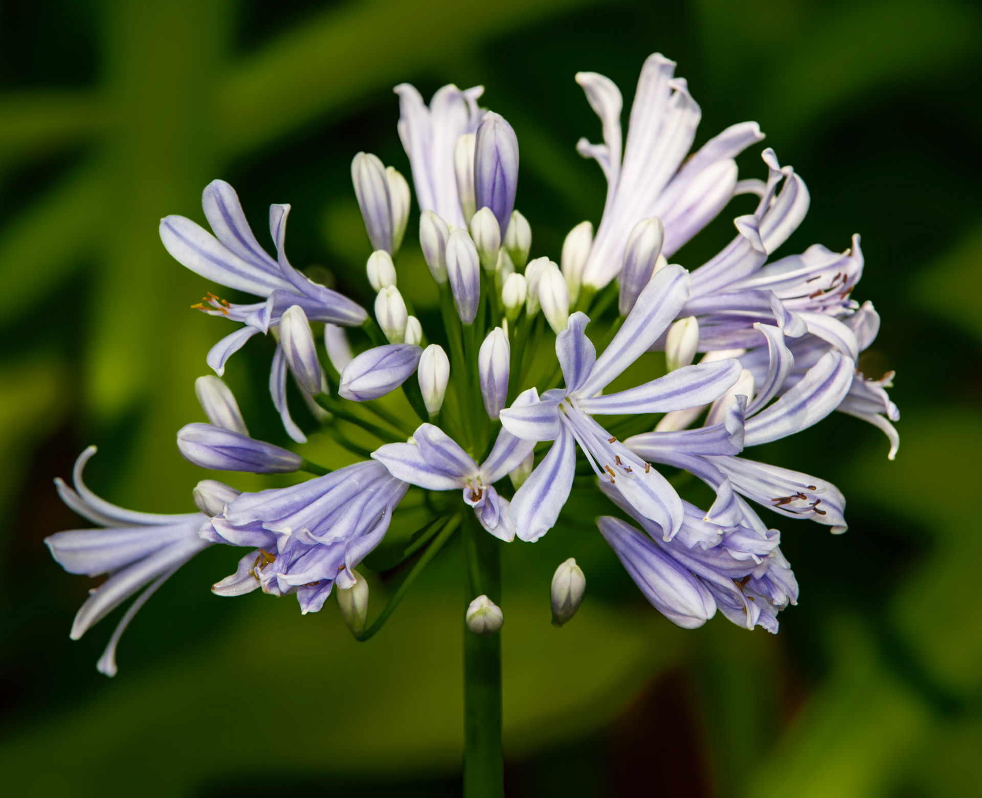 African Lily