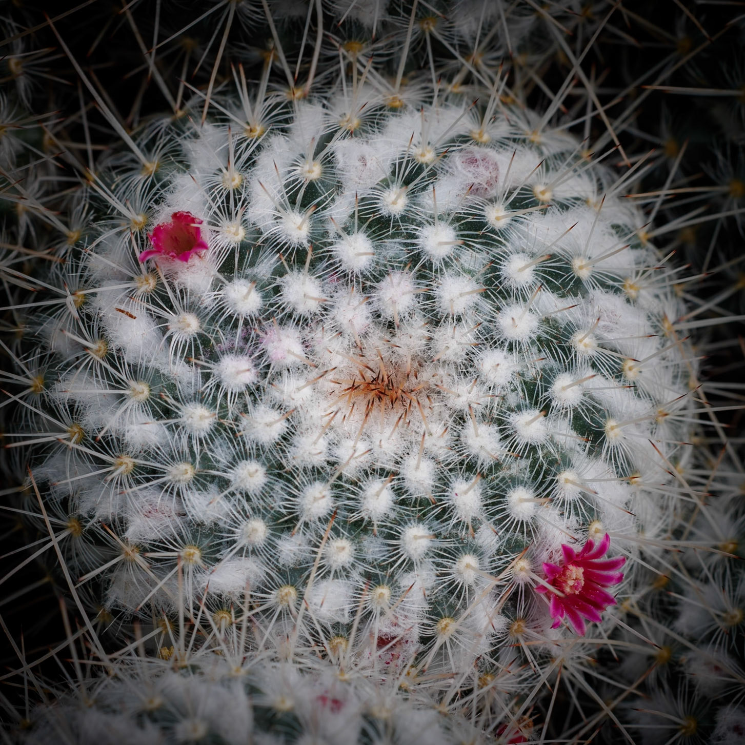 Mammillaria geminispina