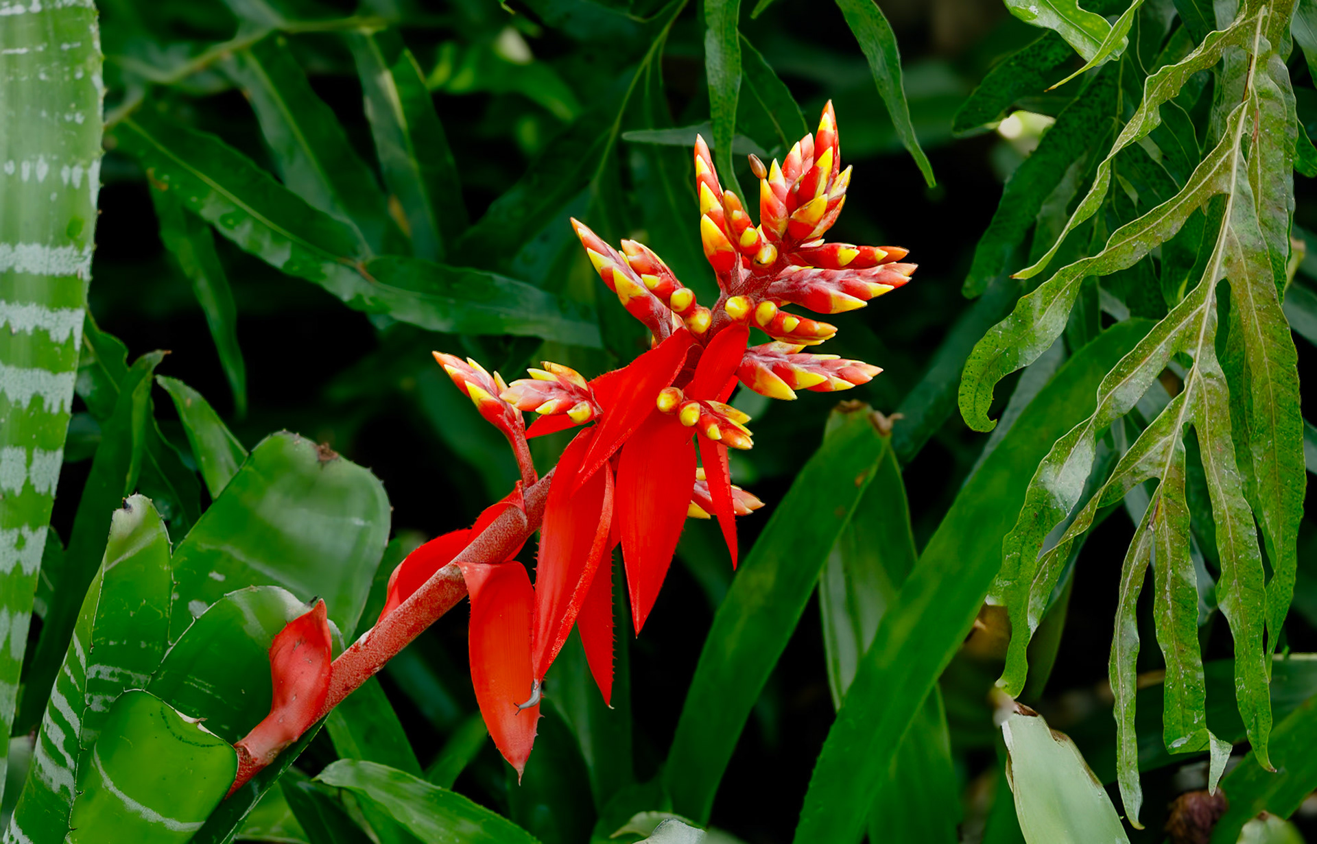 Amazonian Zebra Bromeliad