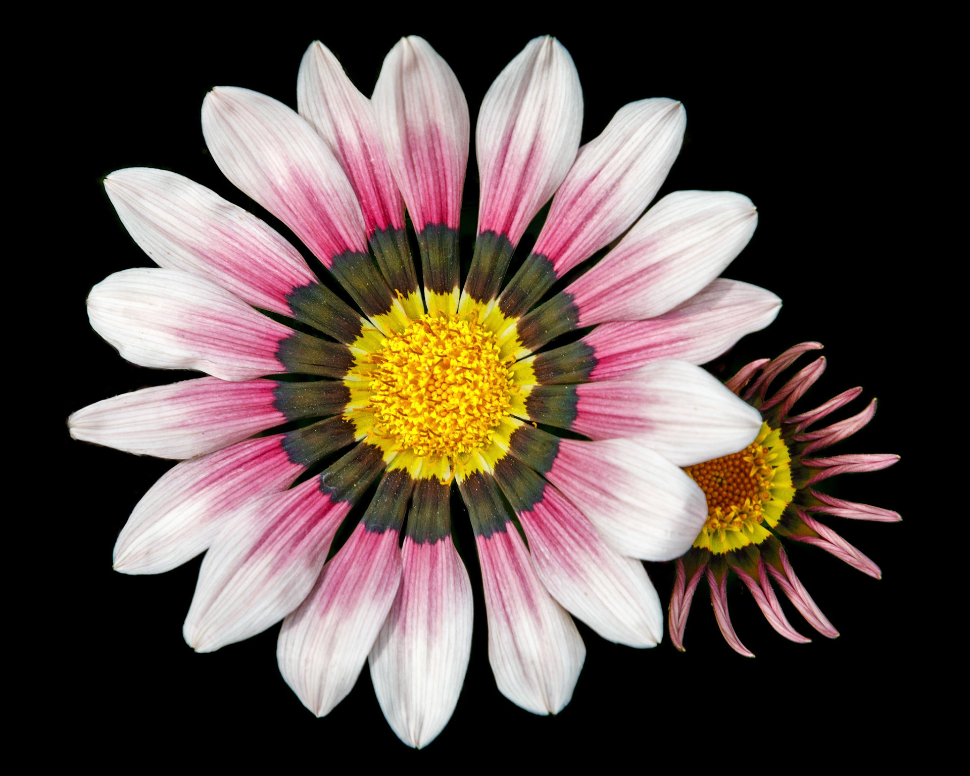 Pink Ganzania on black
