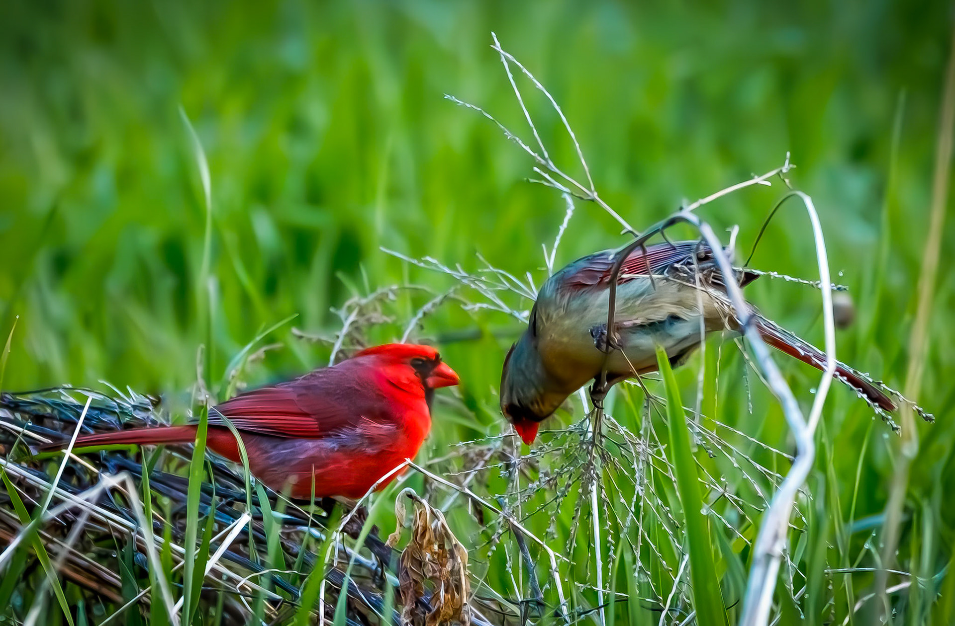 A male and female Cardinal getting close