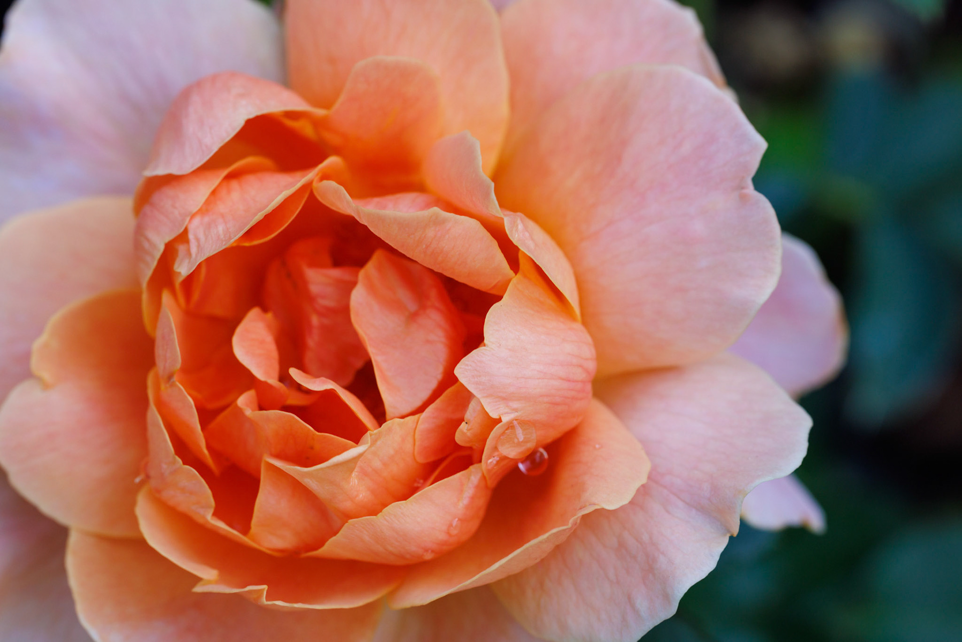 Orange Rose with Dew Drops
