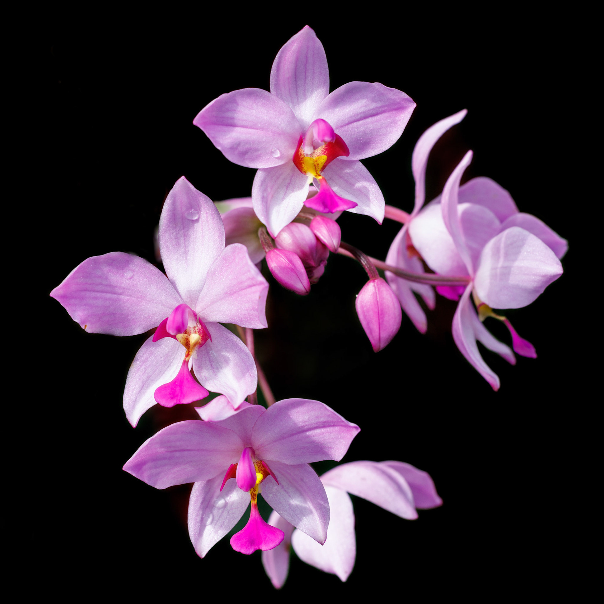 Phillipine Ground Orchid on black