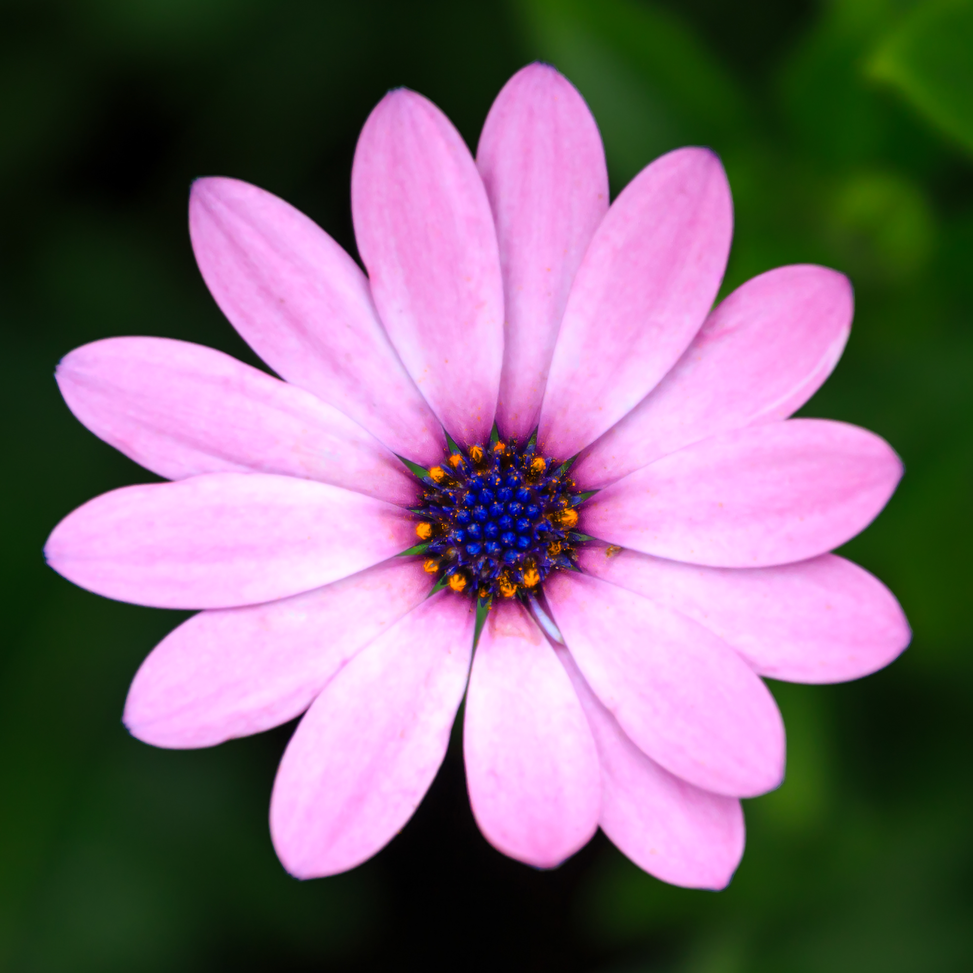Pink African Daisy