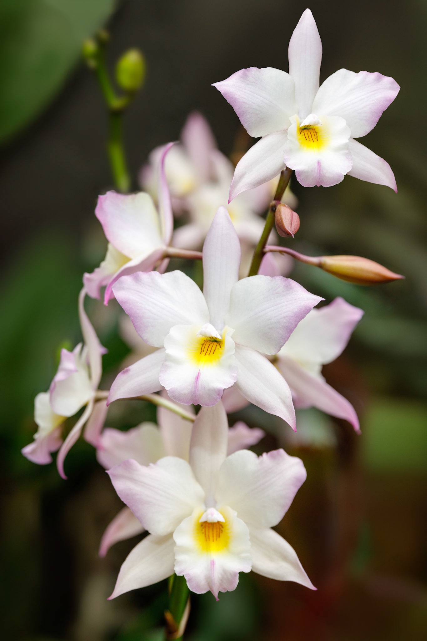 Apple Blossom Orchid