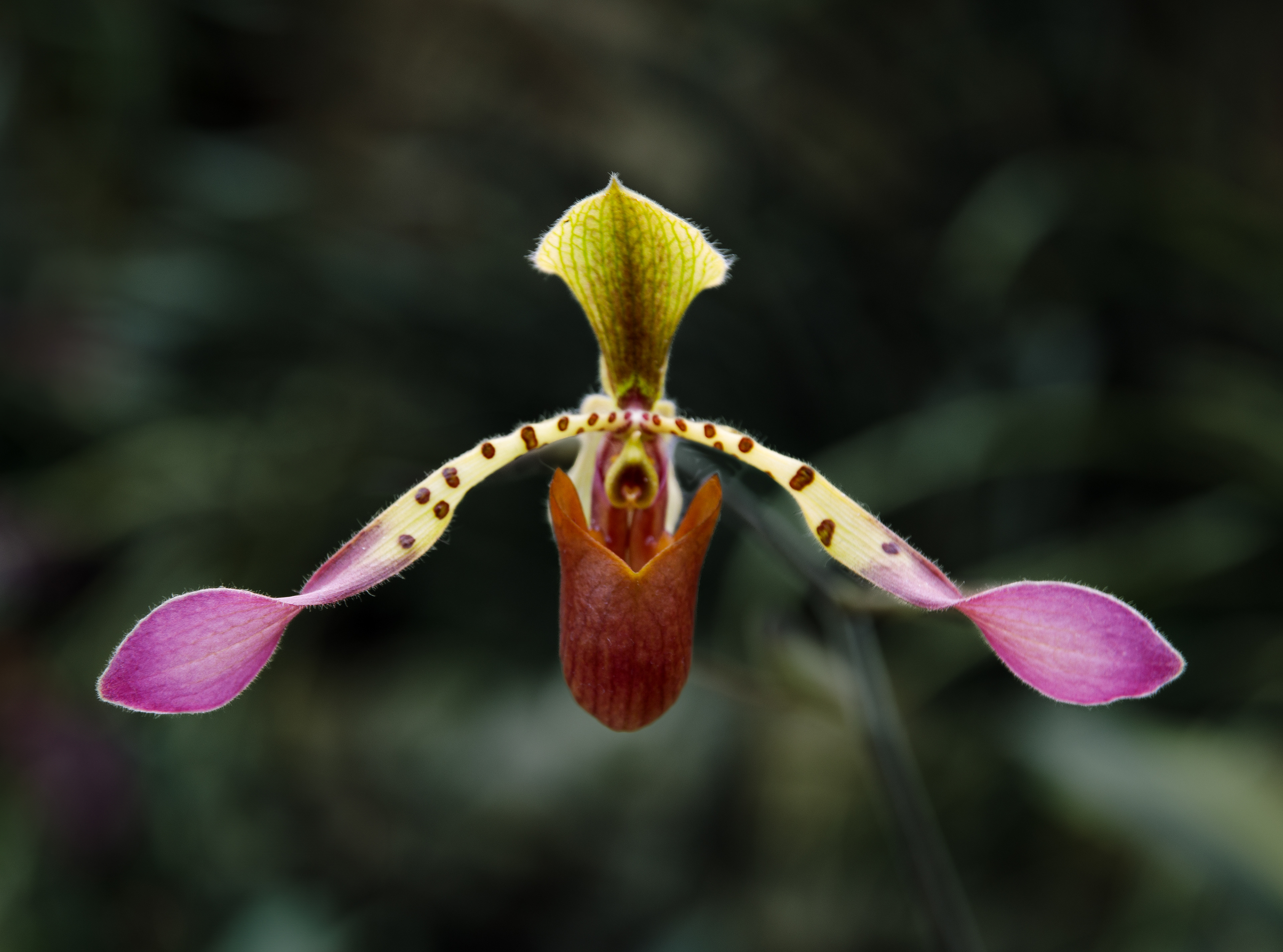 Ladie's Slipper Orchid