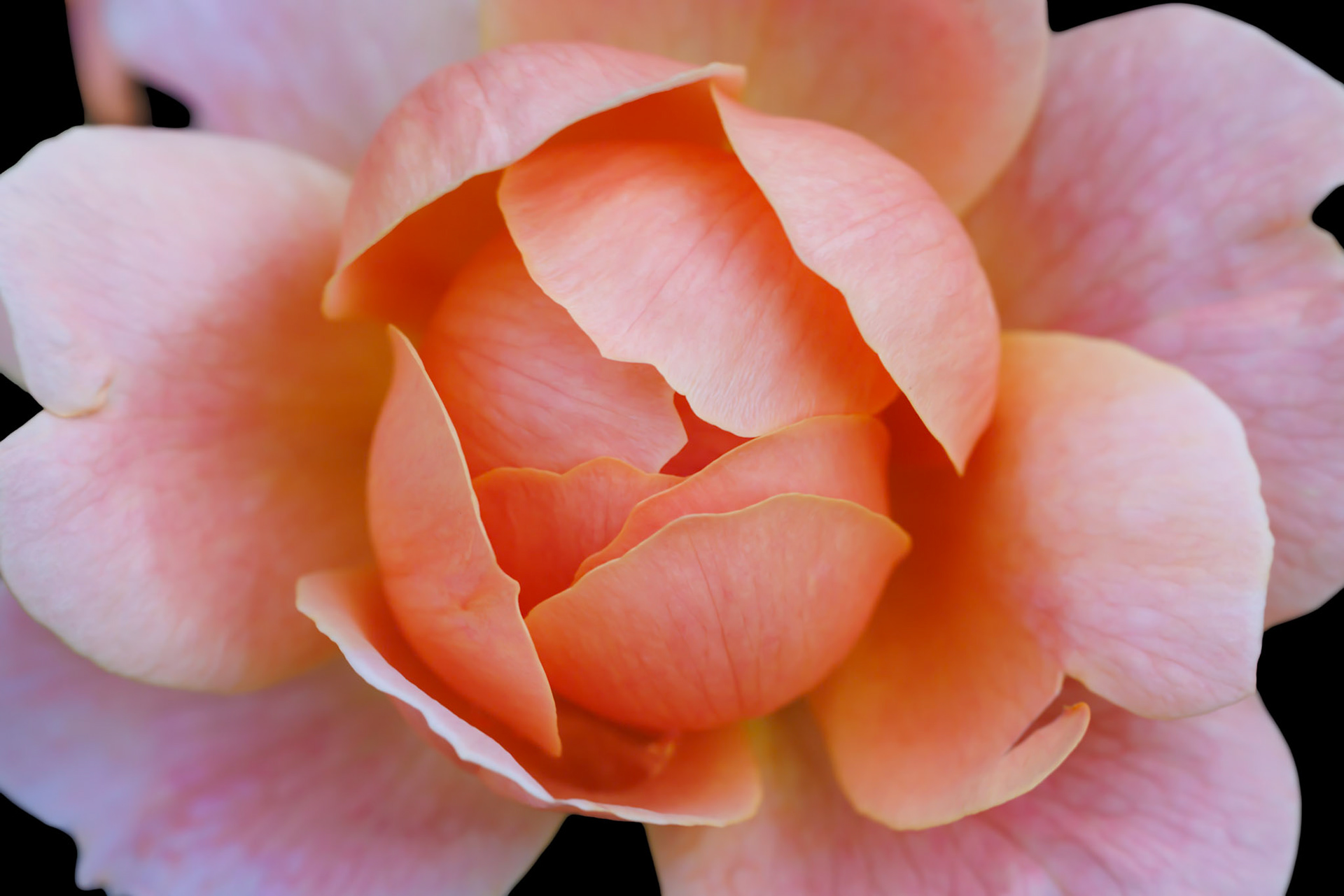Orange Rose