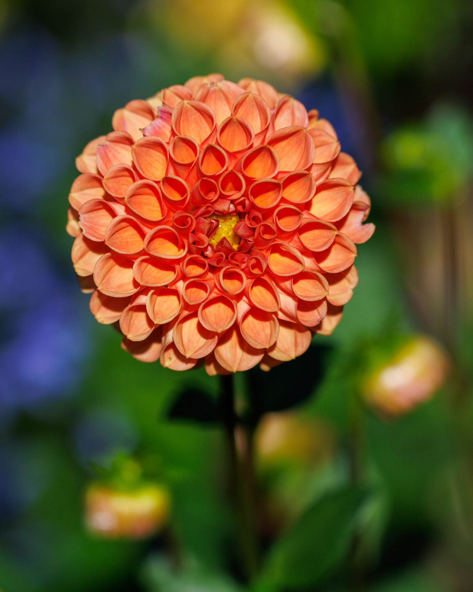 Dahlia Sylvia