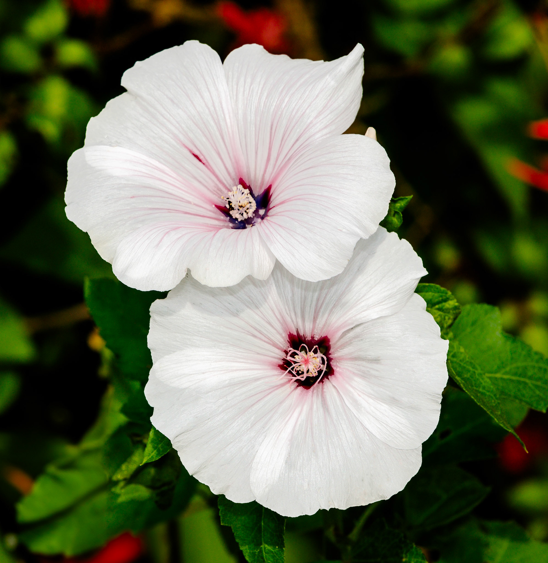Hibiscus