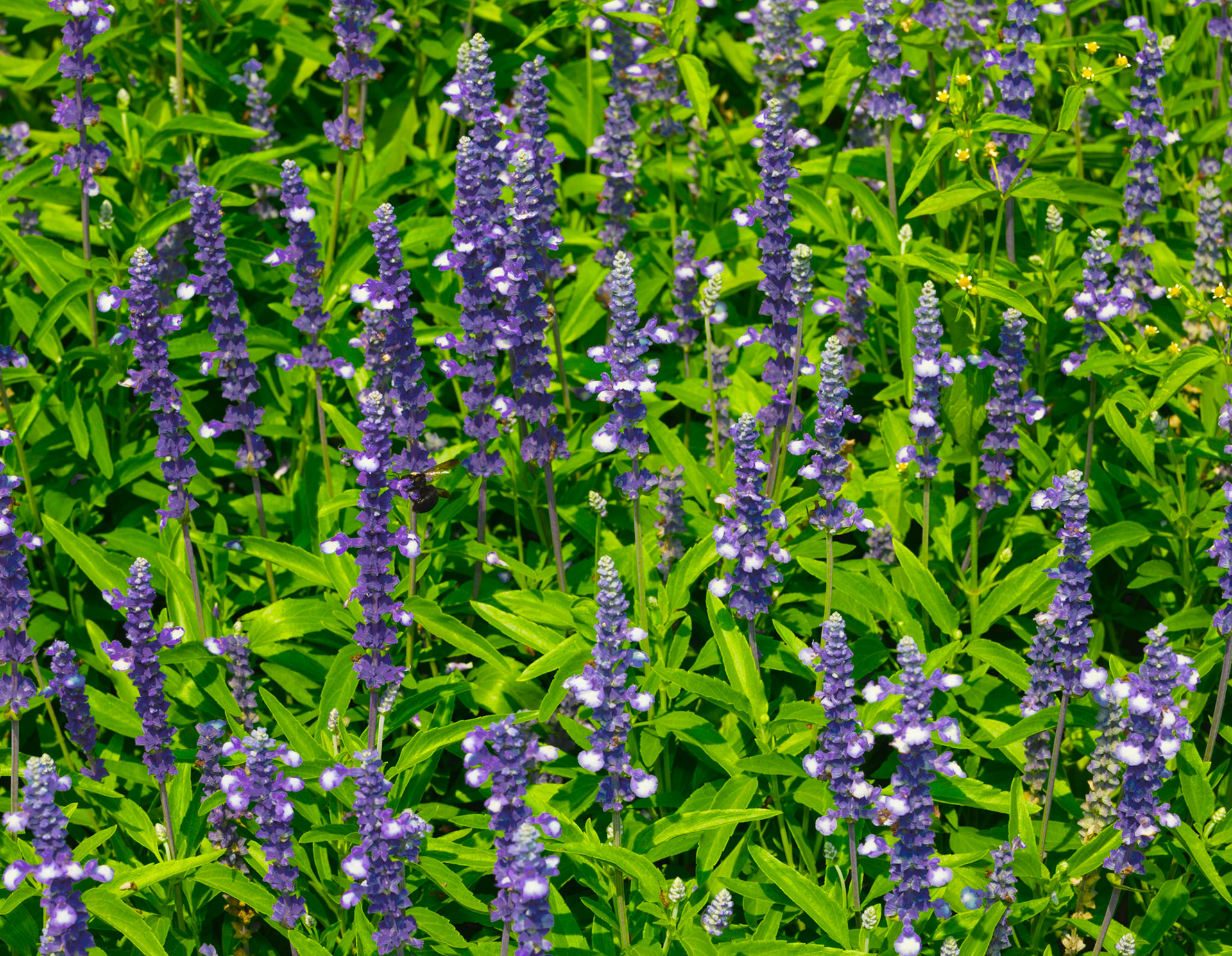 Field of Blue Sage