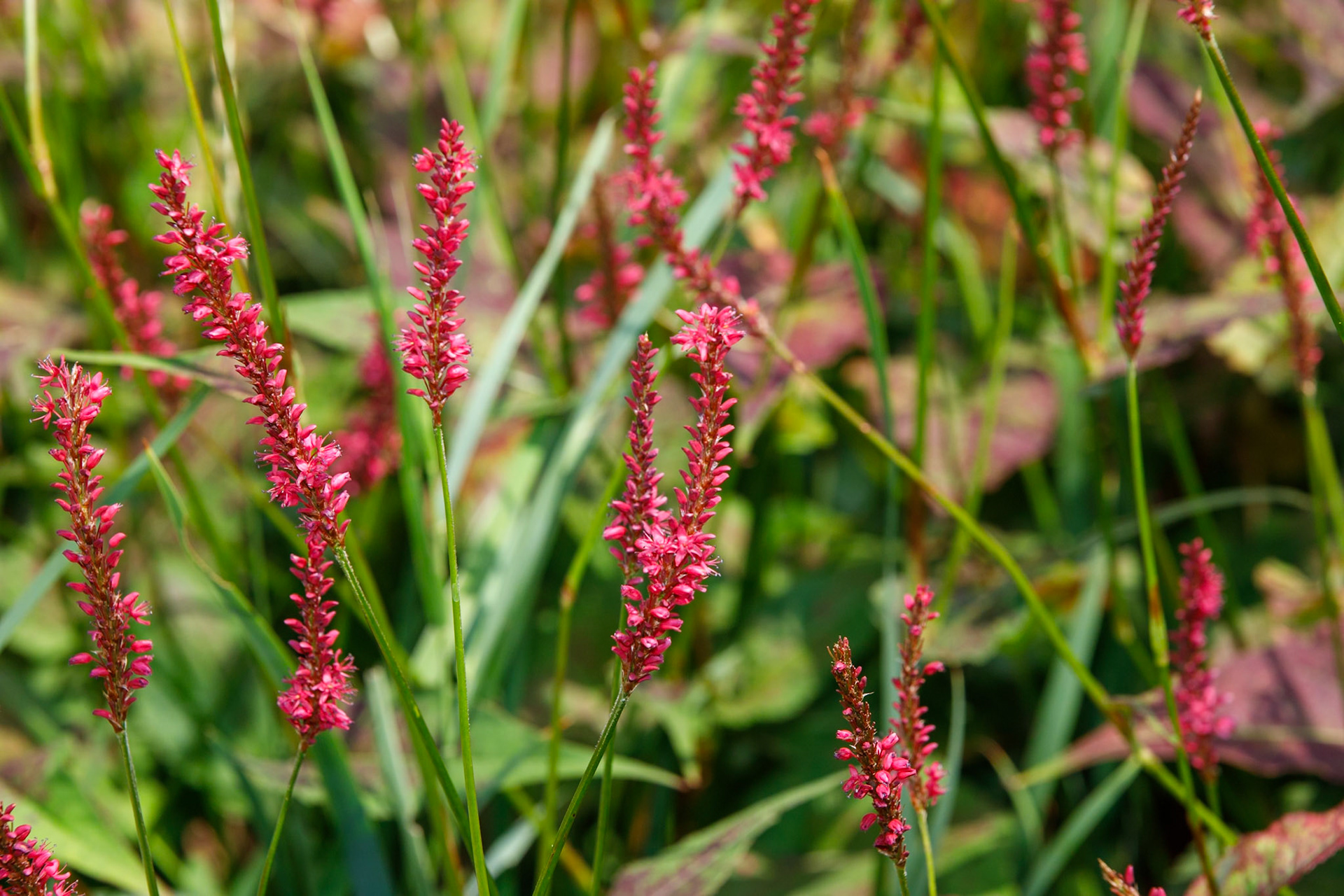 Mountain Fleece field