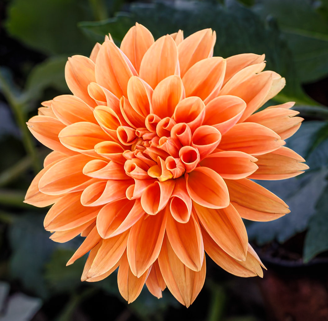 Dahlia Ralphie