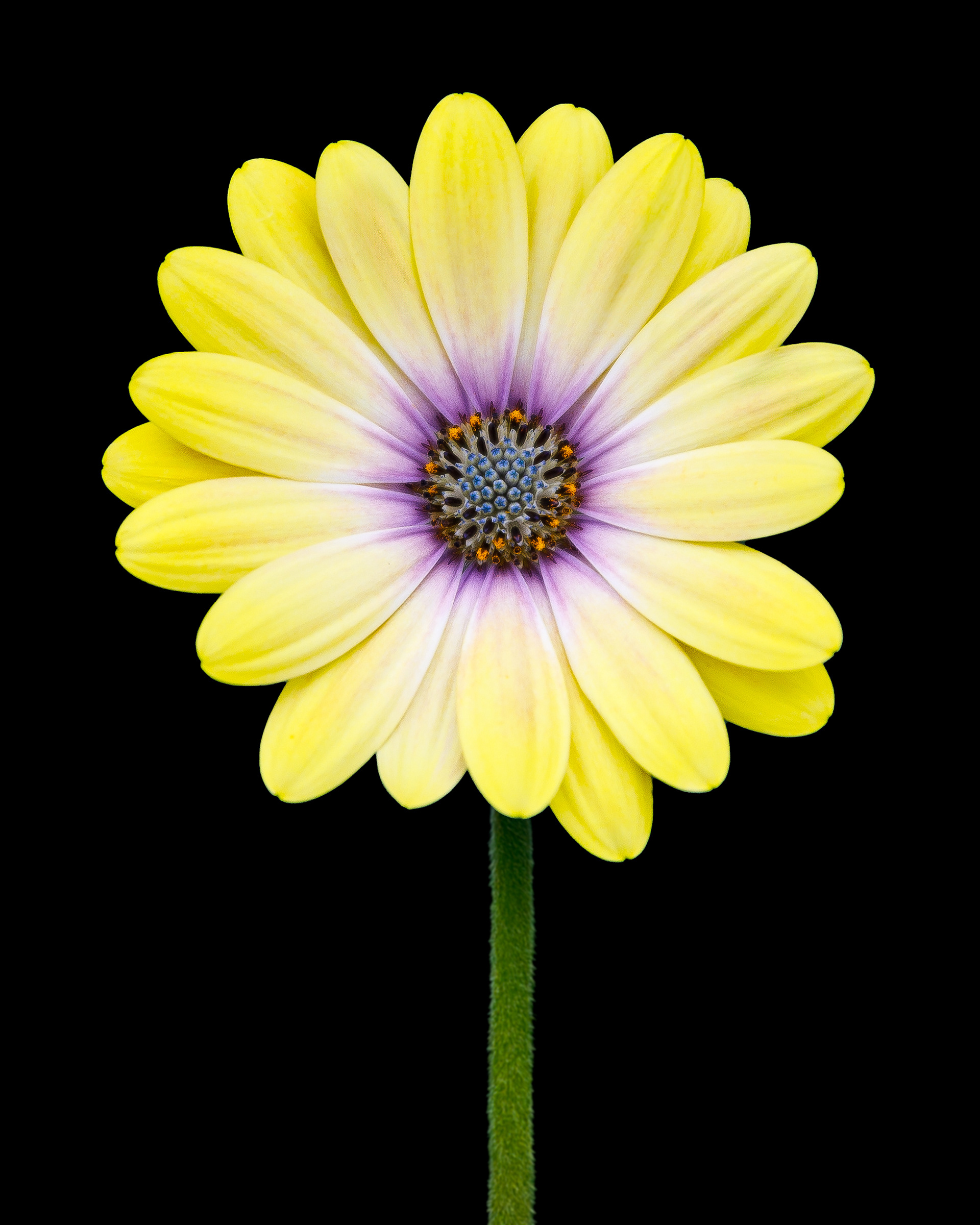 Yellow African Daisy on Black