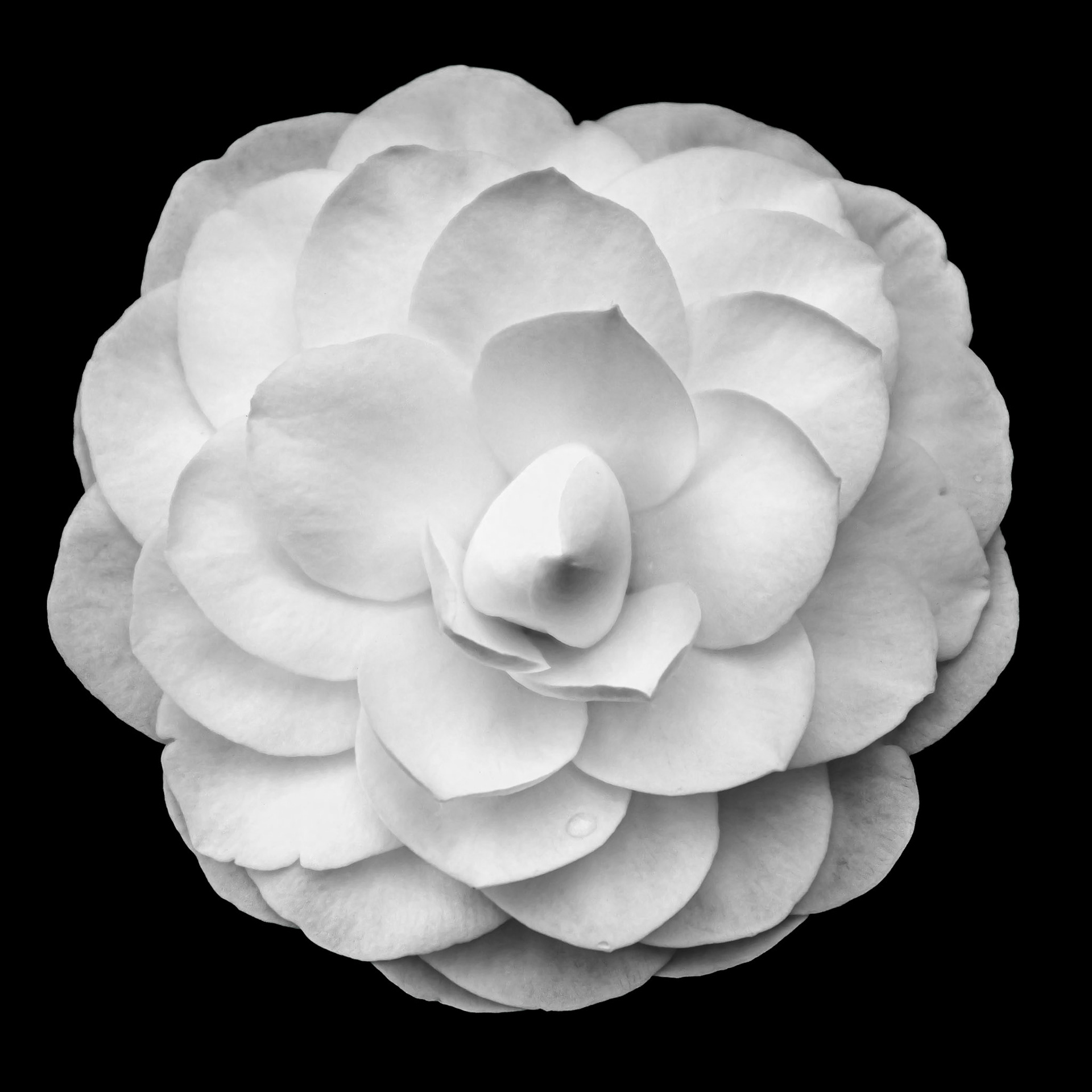 Autumn Moon Camellia in Black and White