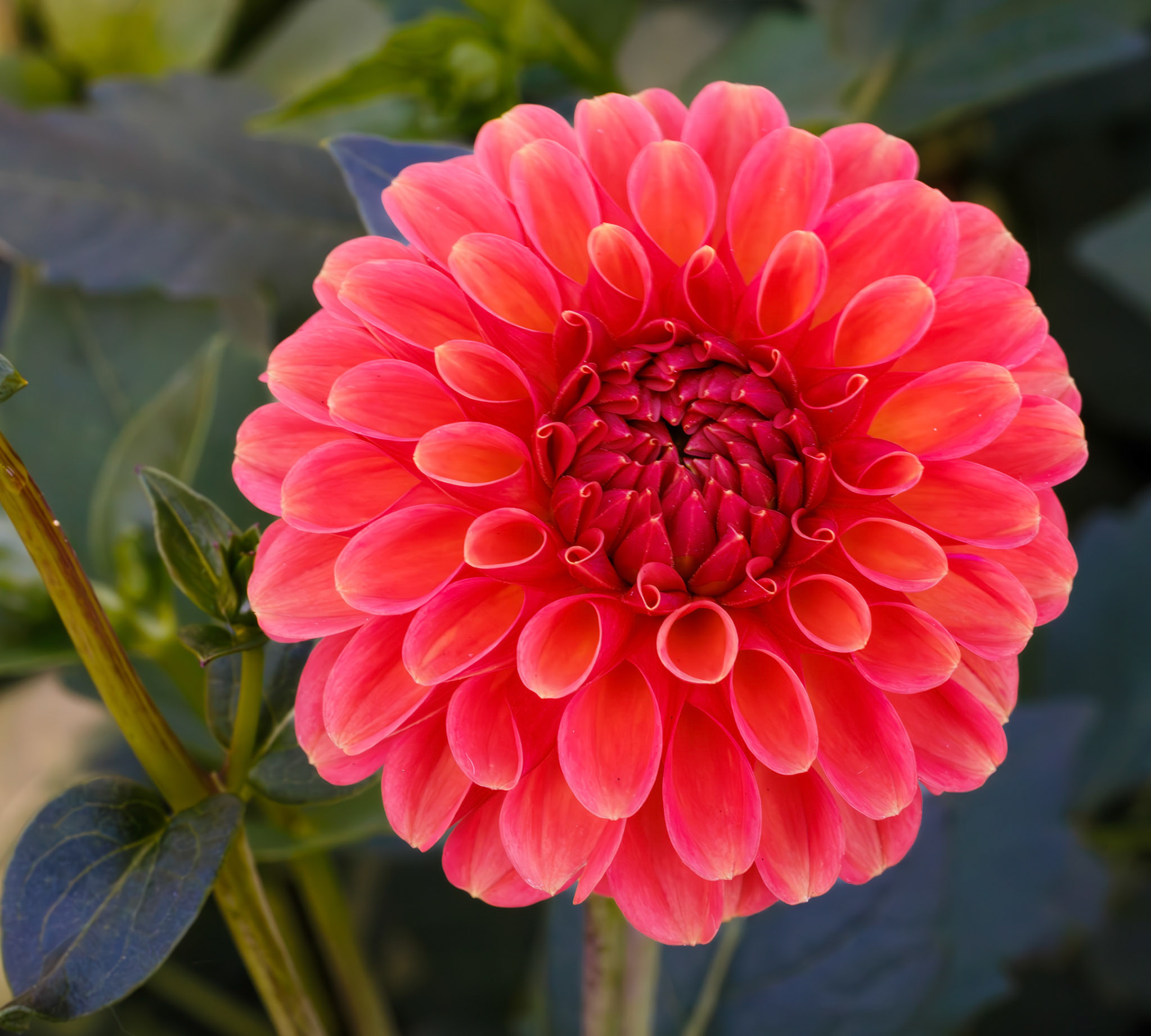 Sun Spot Dahlia