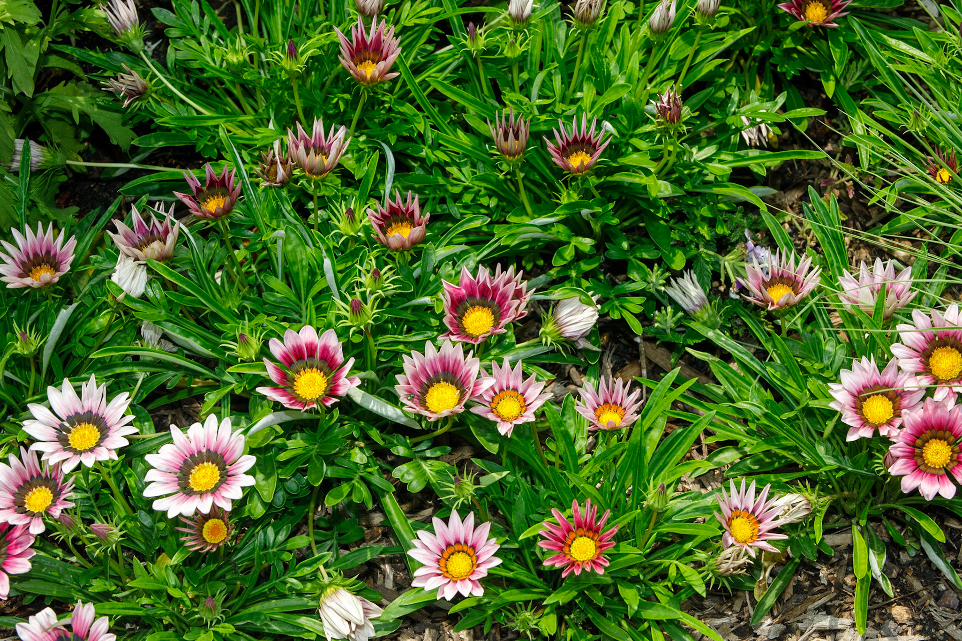 Field of Gazanias
