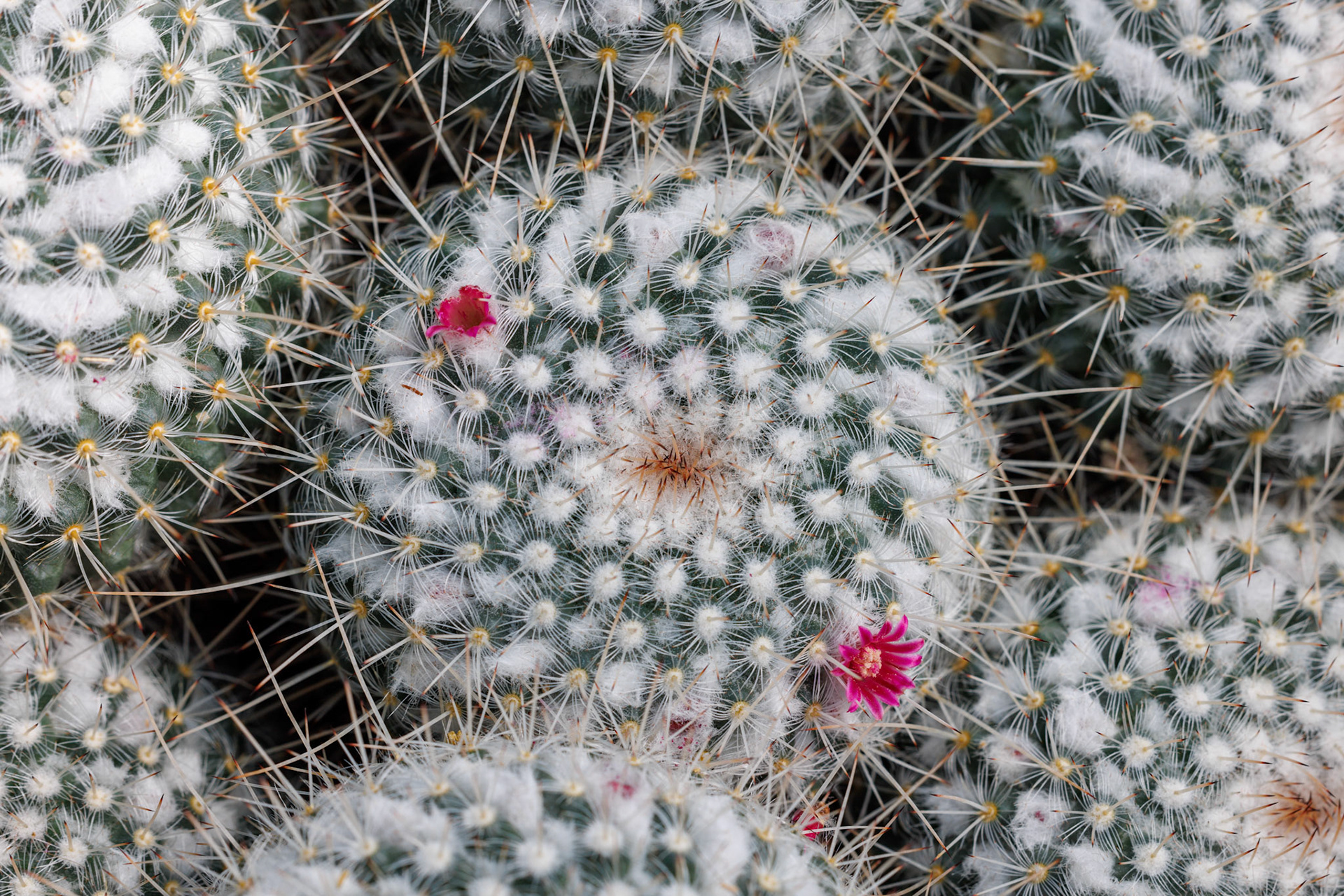 Mammillaria geminispina