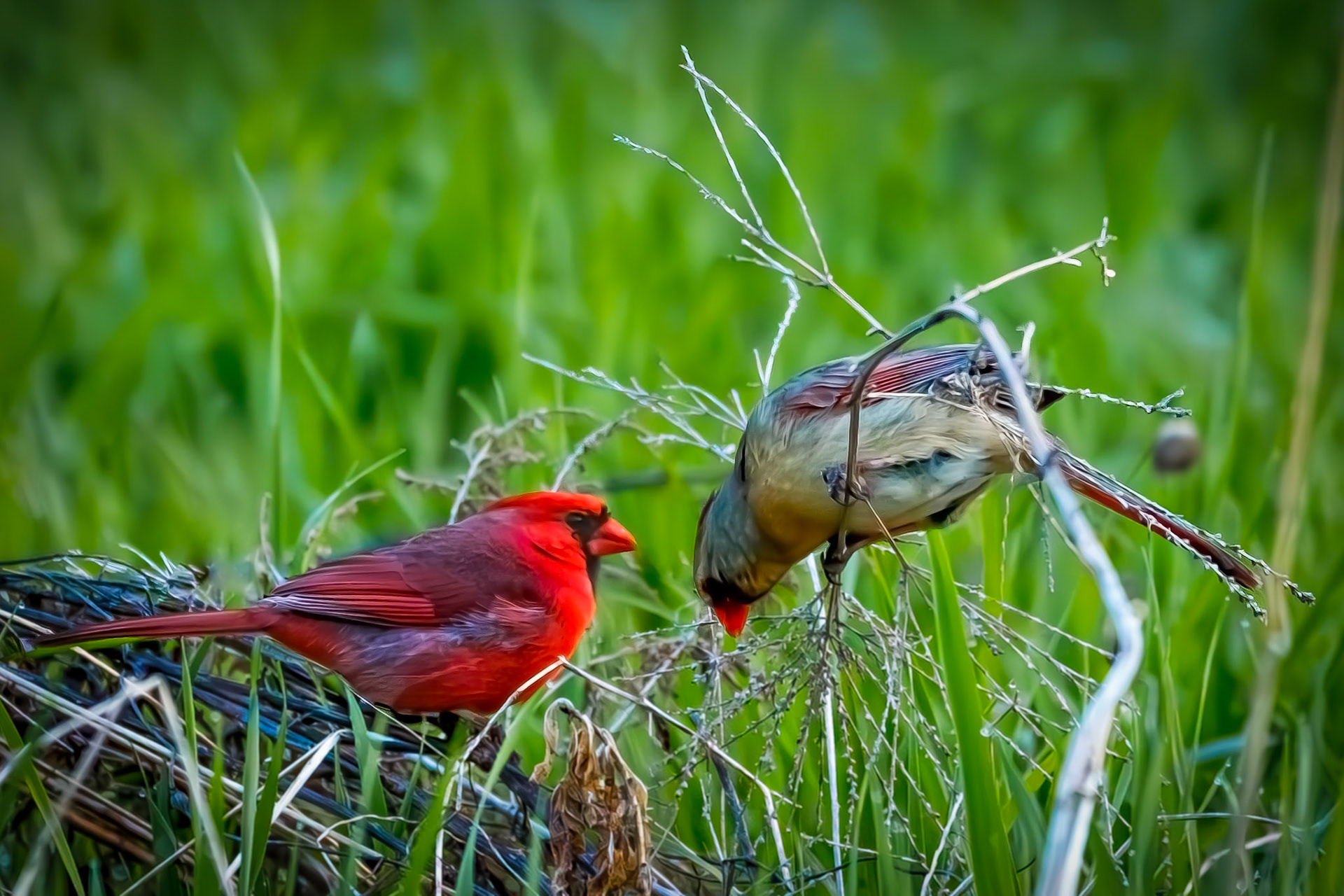 Male and Female Cardinal