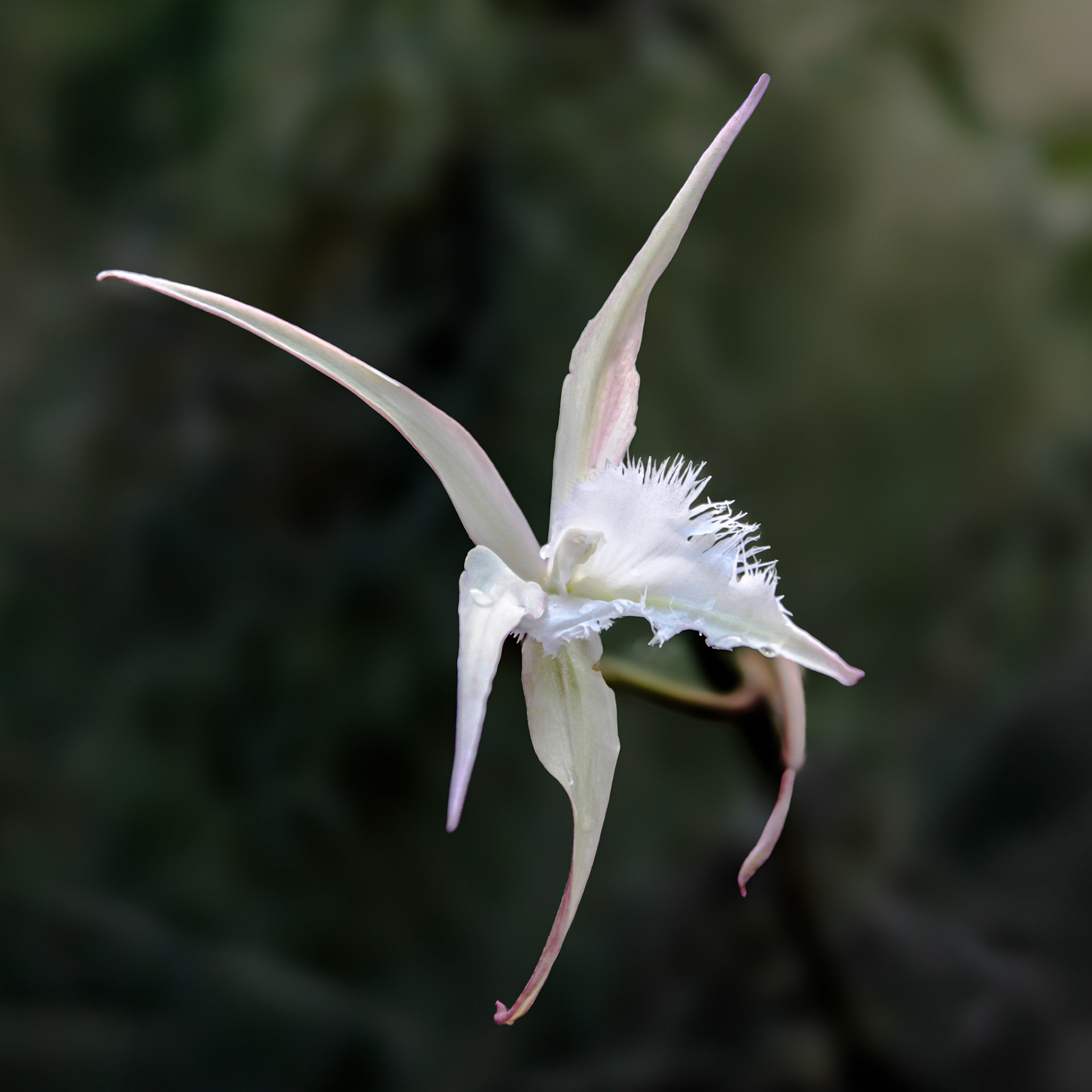 Spider Orchid
